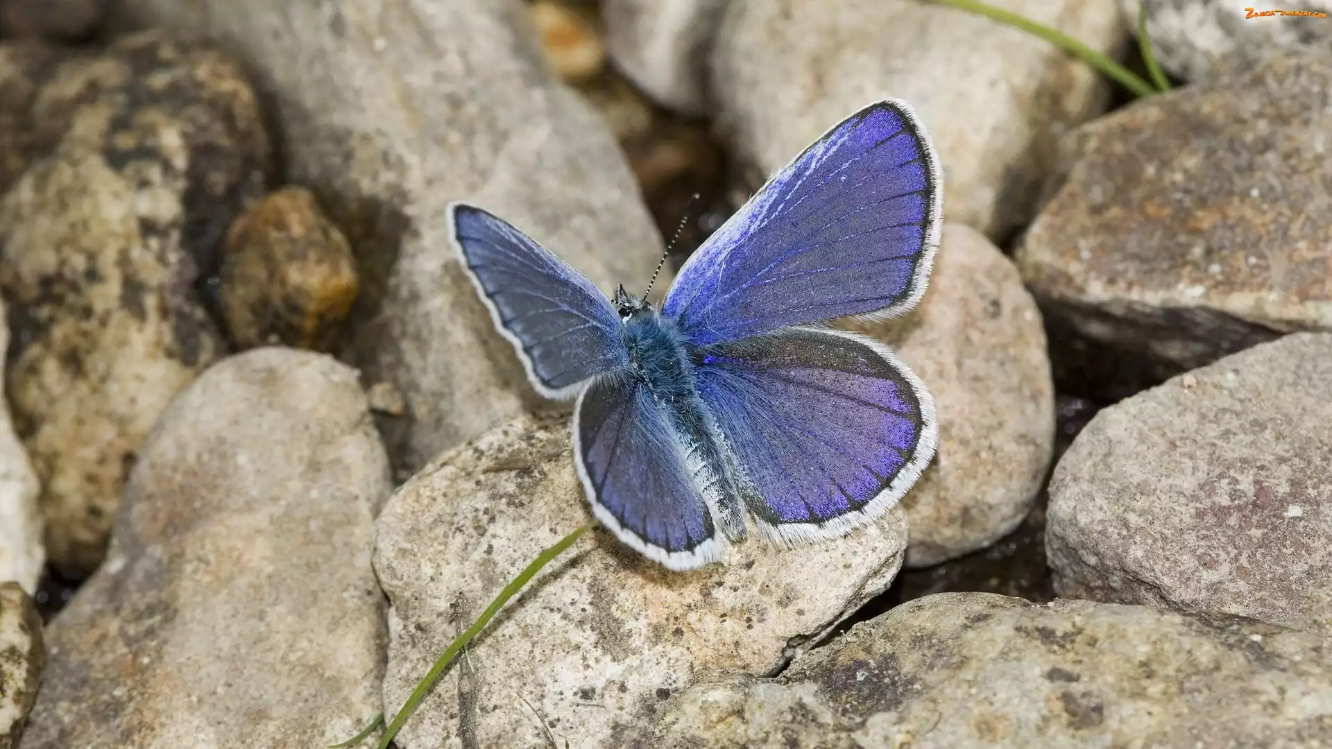 Modraszek, Kamienie, Motyl, Ikar