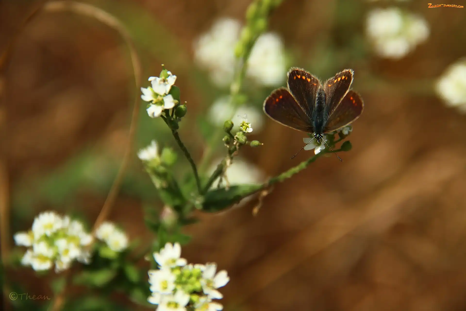 Modraszek, Kwiaty, Motyl, Białe