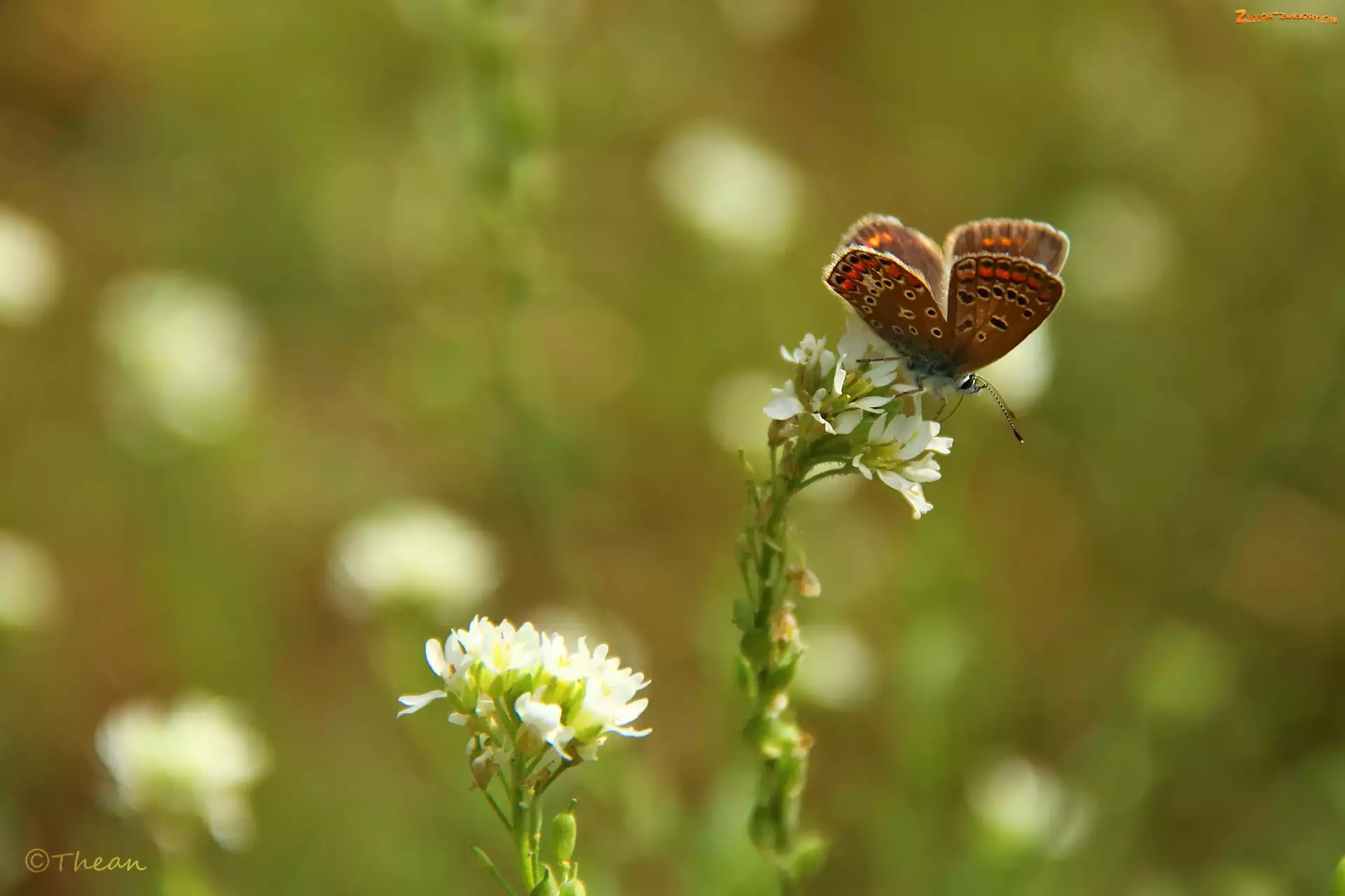 Modraszek, Kwiaty, Motyl, Białe