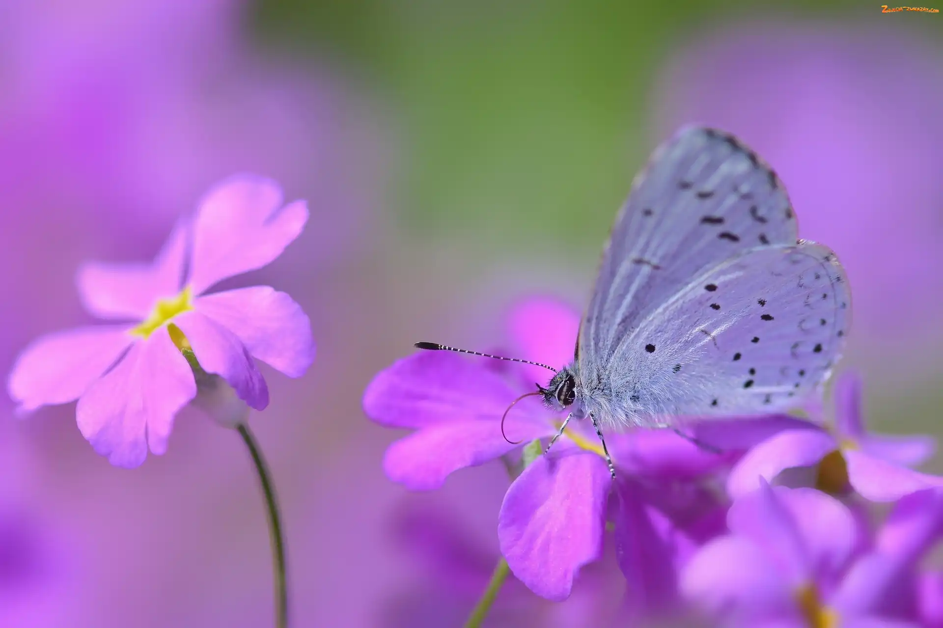 Modraszek wieszczek, Makro, Motyl, Kwiaty