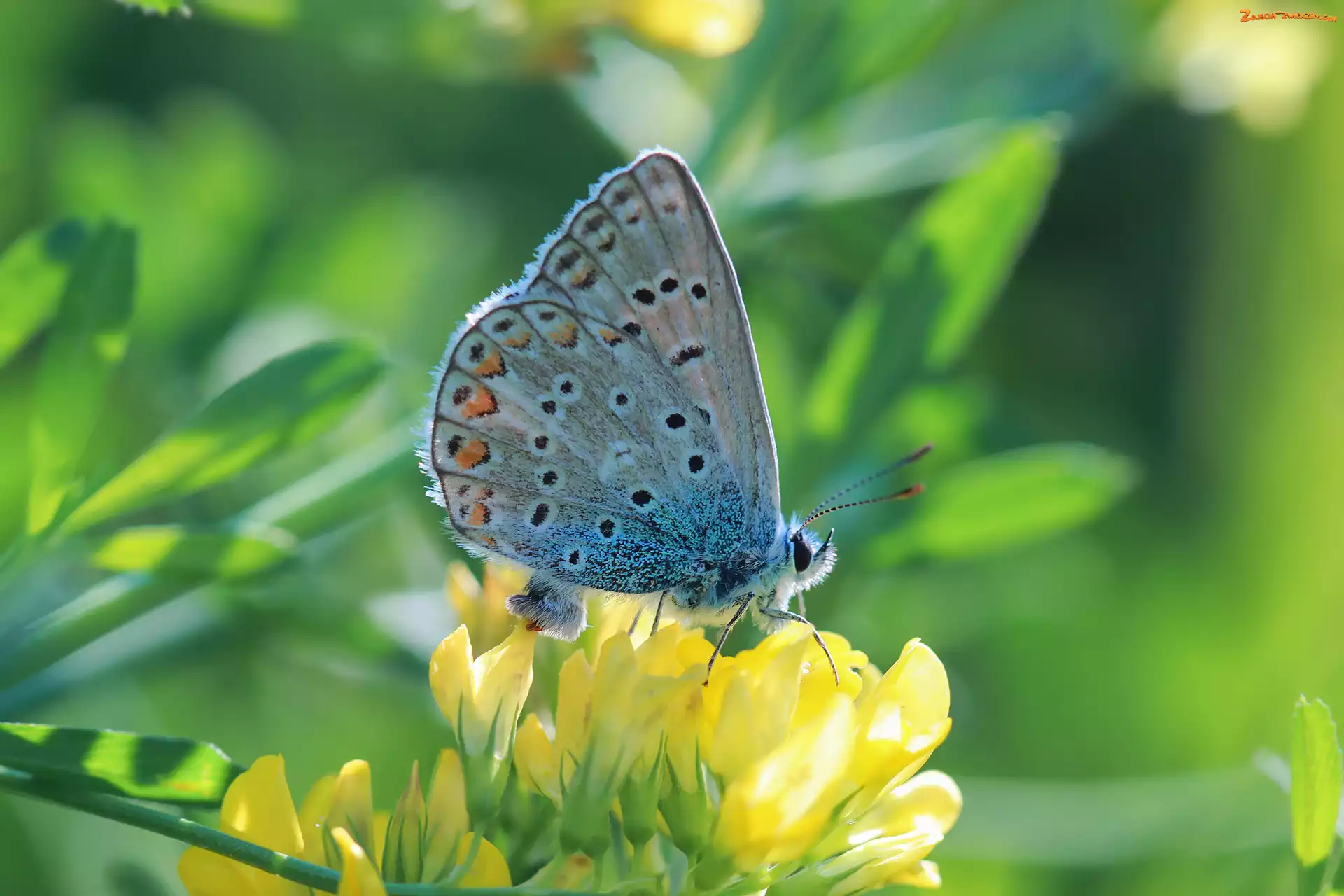 Modraszek ikar, Owad, Motyl, Samica