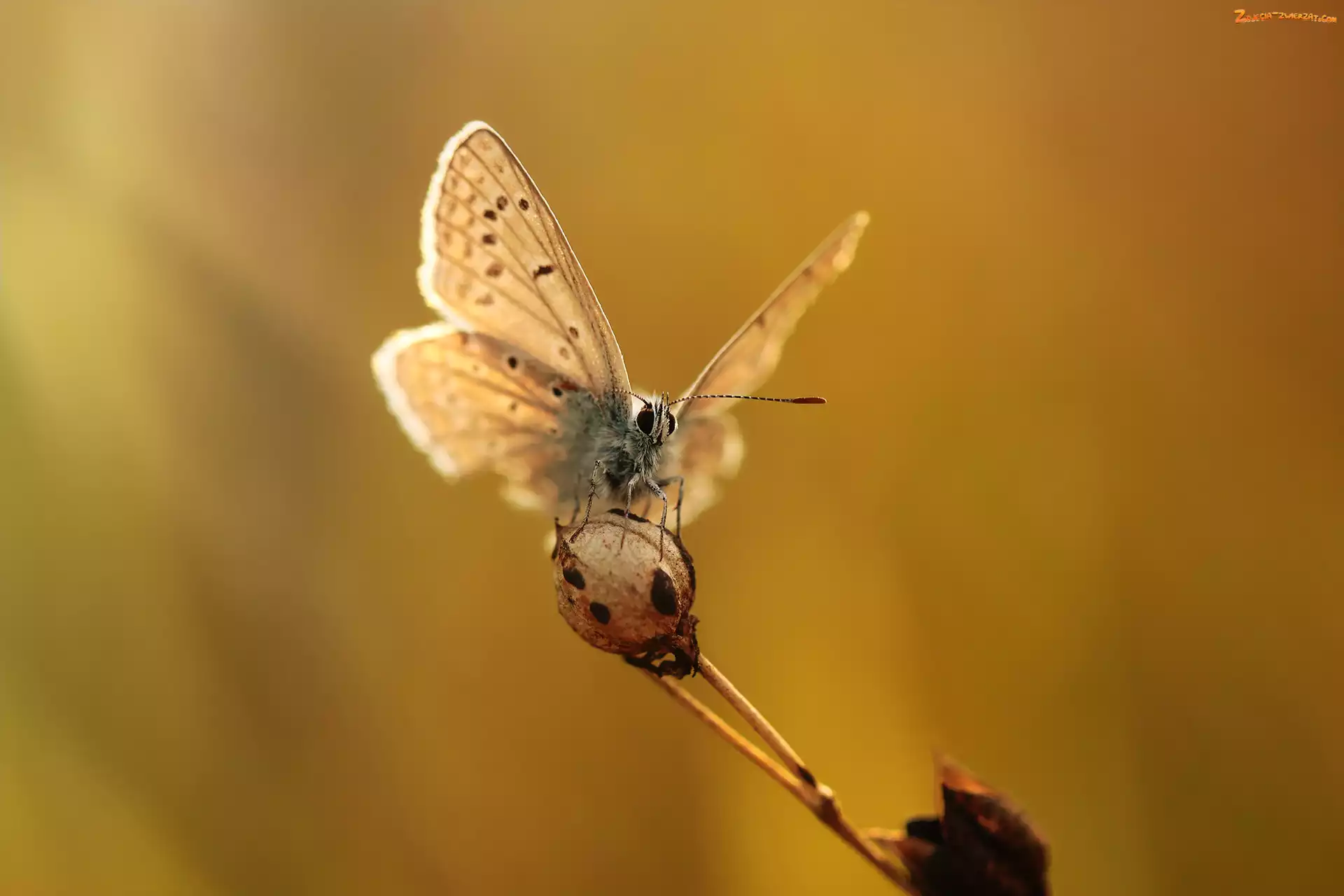 Modraszek, Roślina, Motyl, Owad