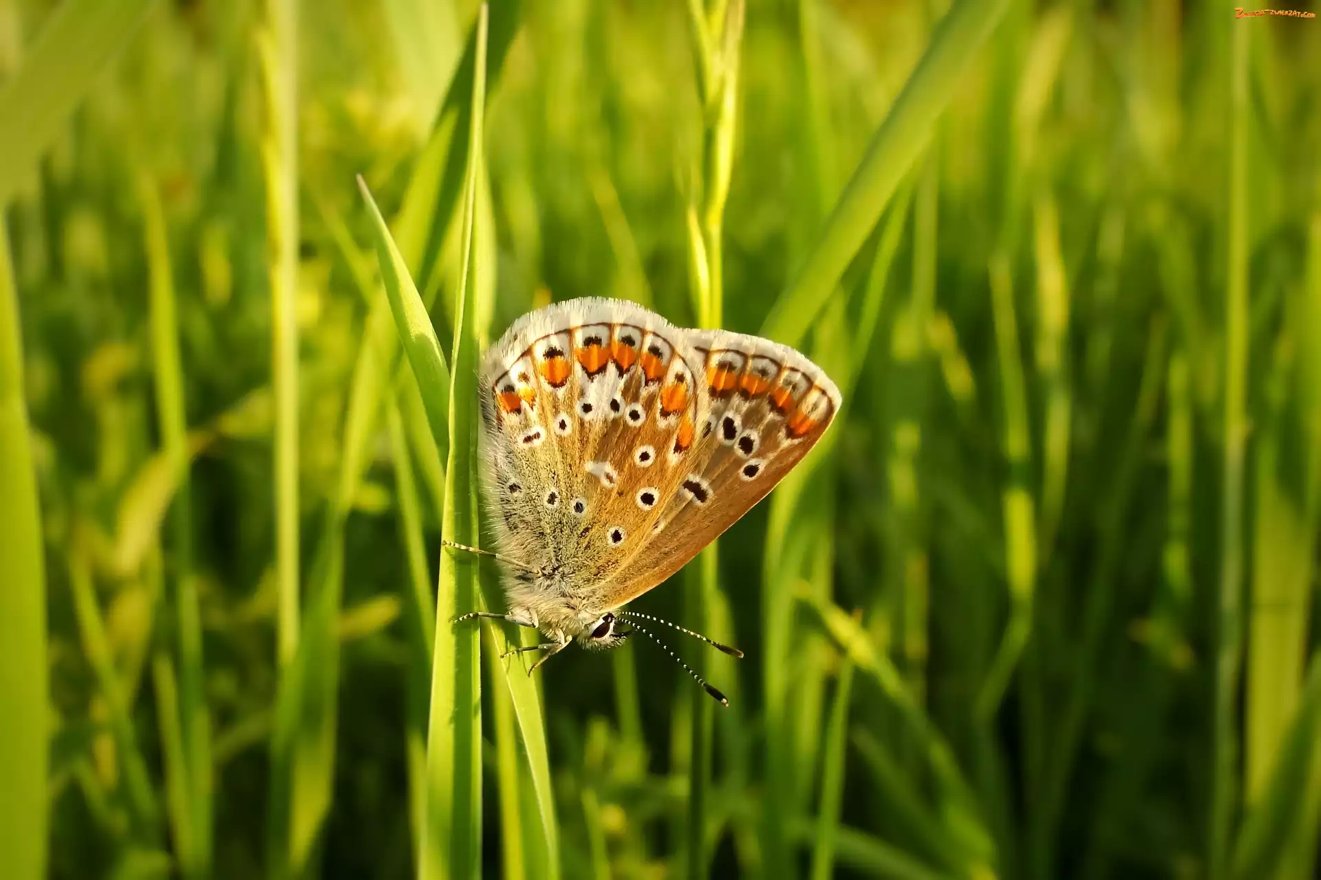 Modraszek agestis, Trawa, Motyl, Źdźbła