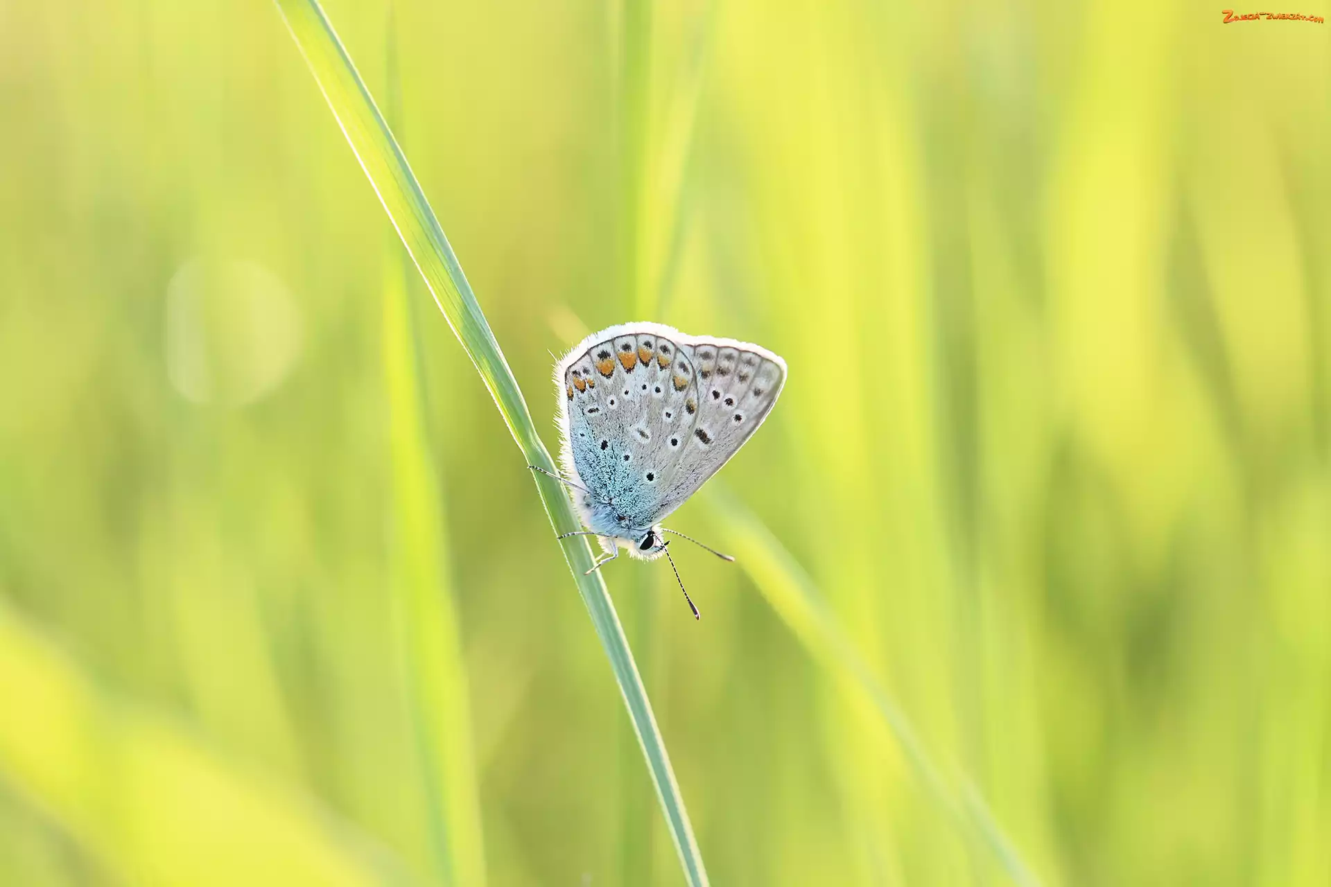 Modraszek, Trawa, Motyl, Źdźbło