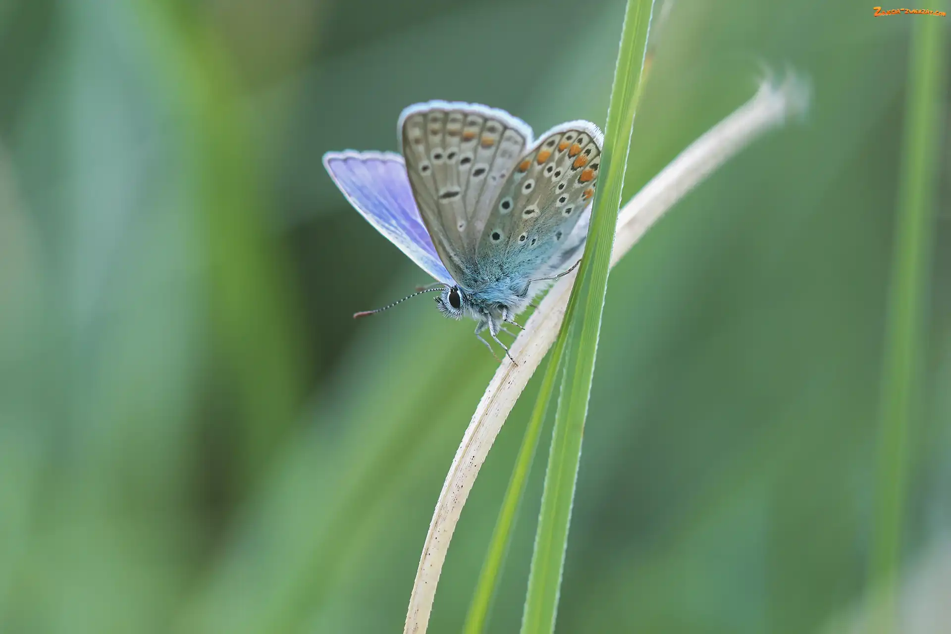 Modraszek ikar, Trawa, Motyl, Źdźbła