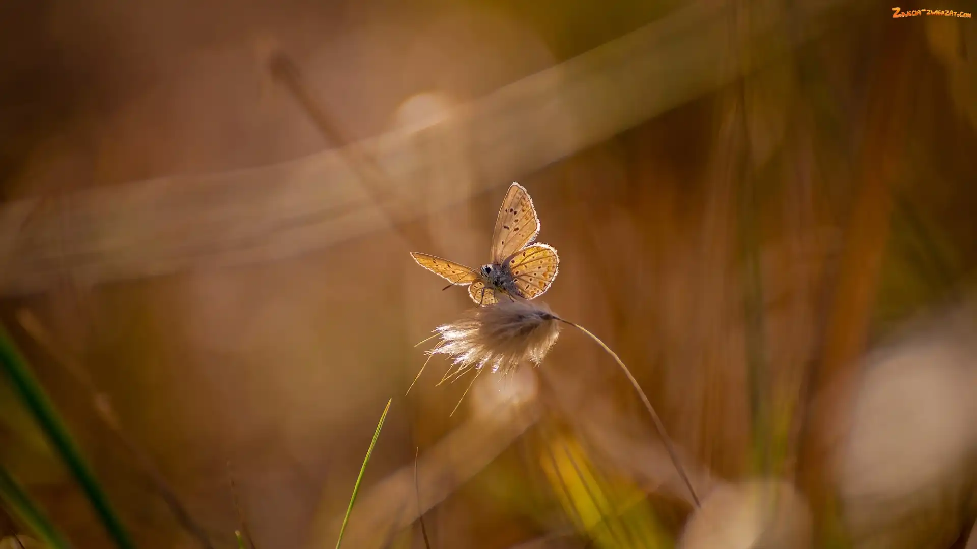 Modraszek, Trawy, Motyl, Źdźbło