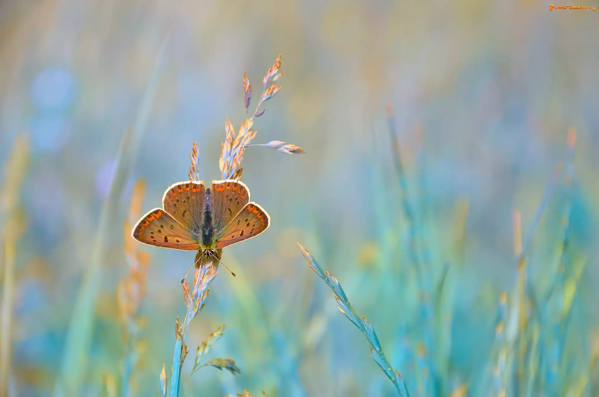 Modraszek ikar, Trawy, Motyl, Źdźbła