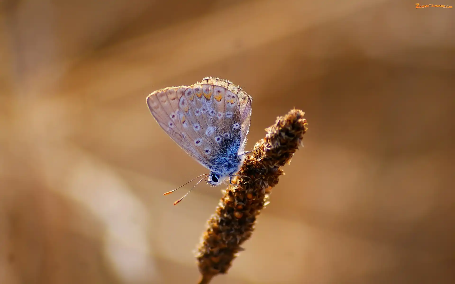 Modraszek ikar, Trawy, Motyl, Źdźbło