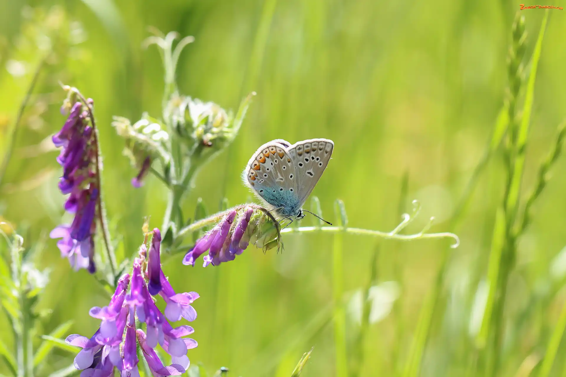 Modraszek ikar, Wyka, Motyl, Kwiat
