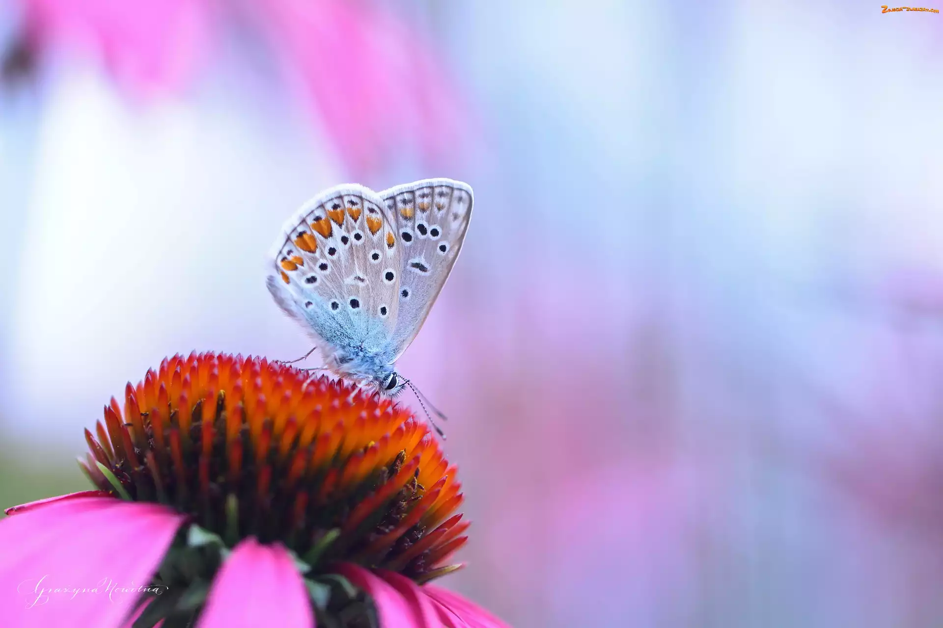 Modraszek, Motyl