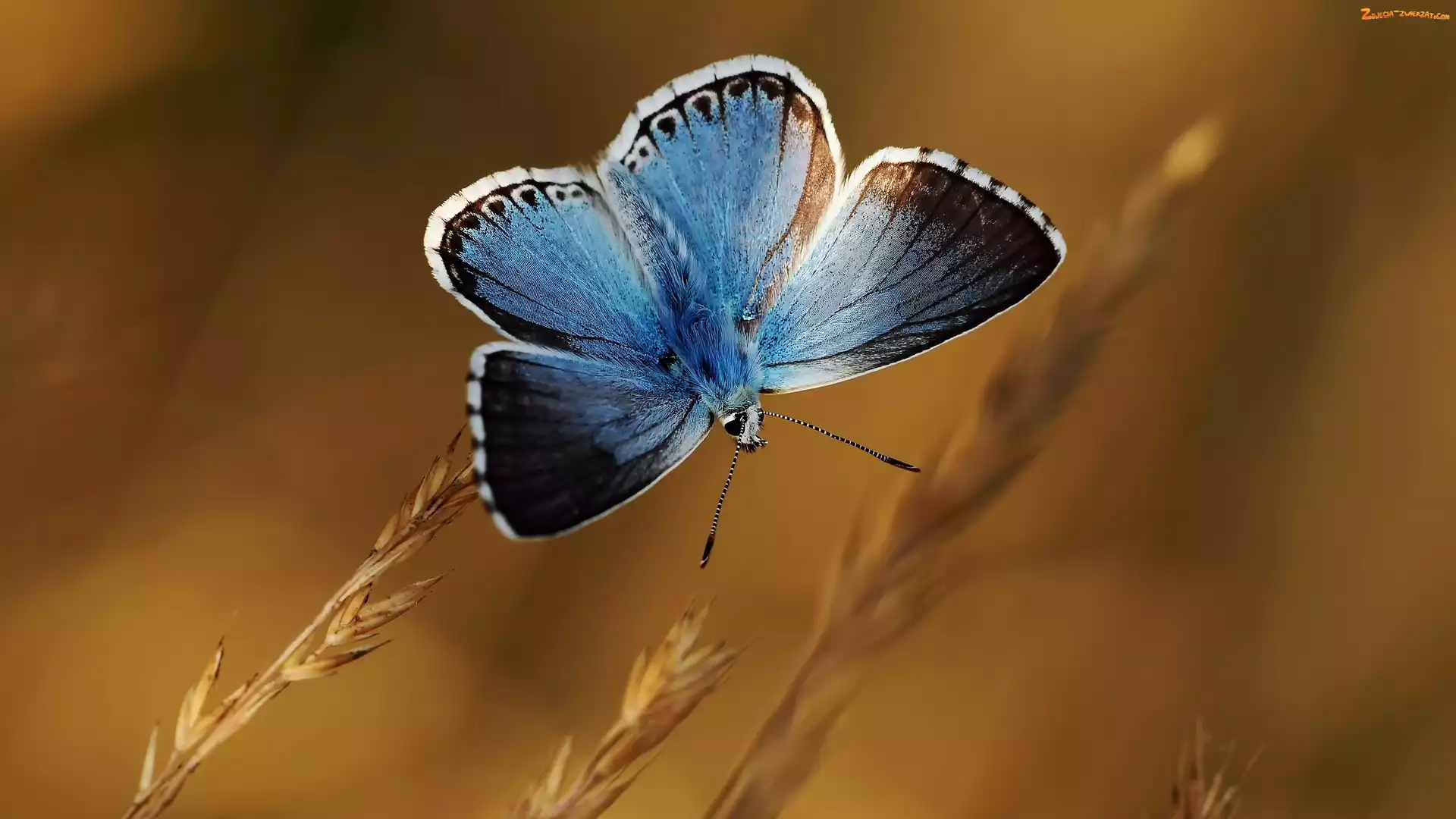 Modraszek wieszczek, Niebieski, Motyl