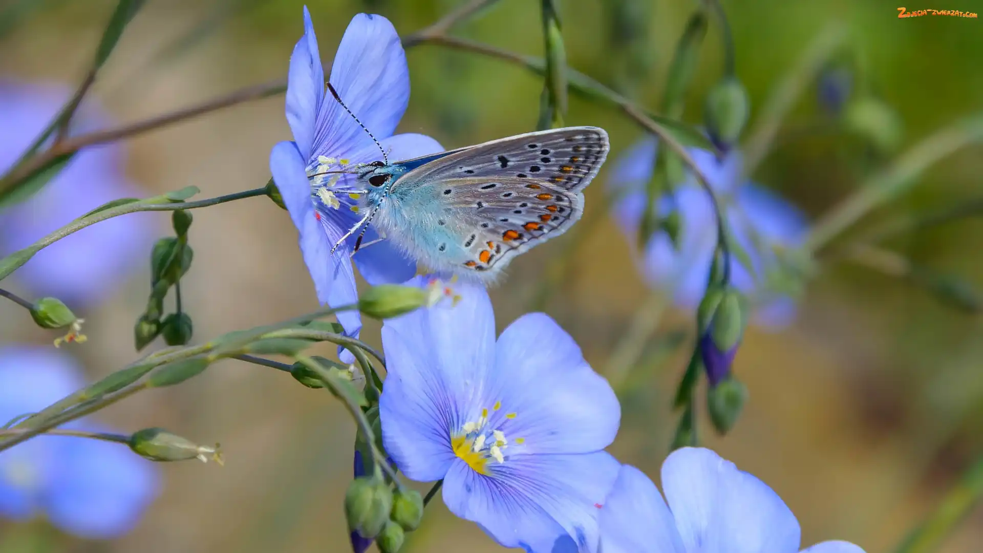 Modraszek ikar, Motyl, Kwiaty, Niebieskie, Len