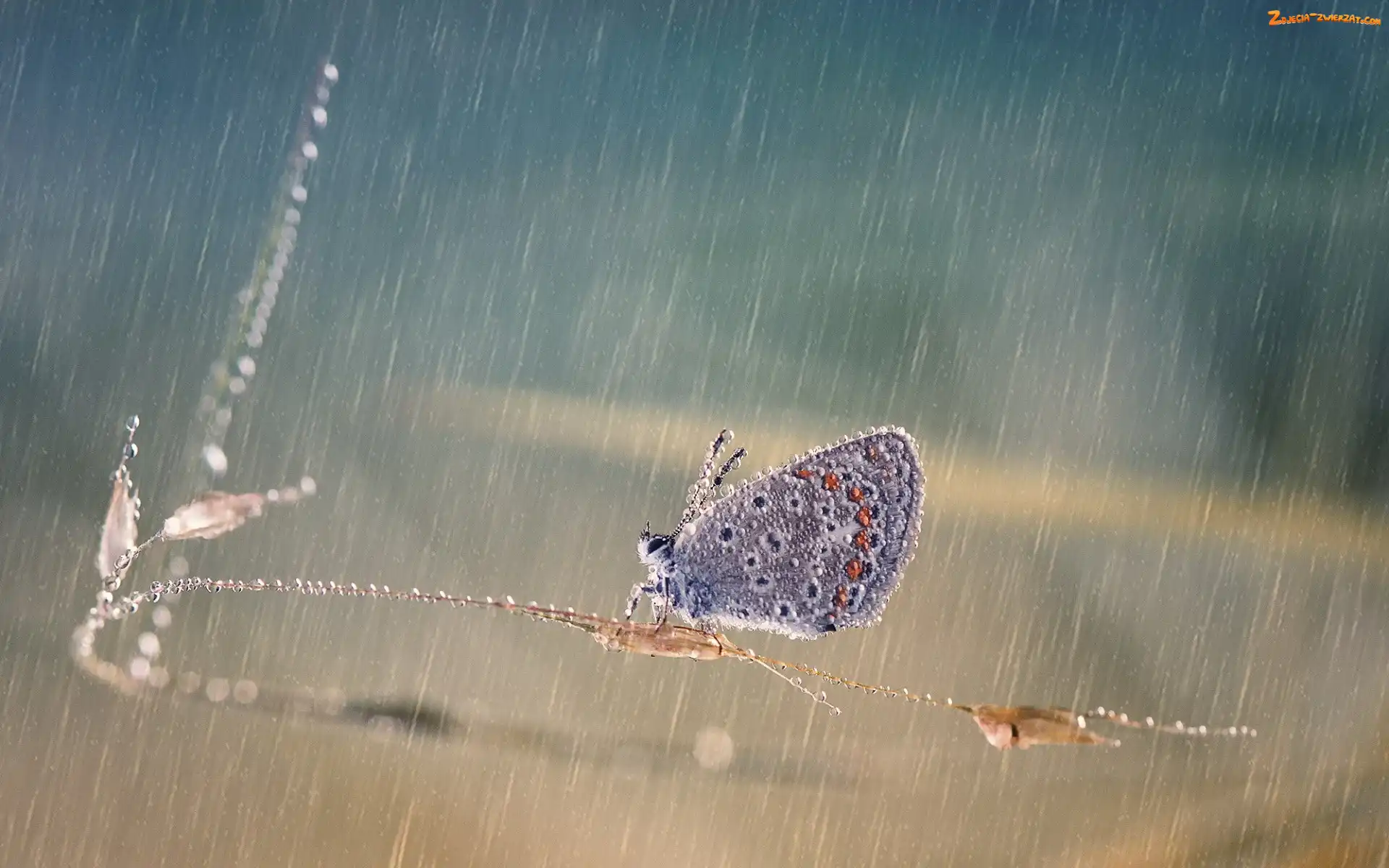 Źdźbło, Trawa, Motyl, Modraszek, Deszcz