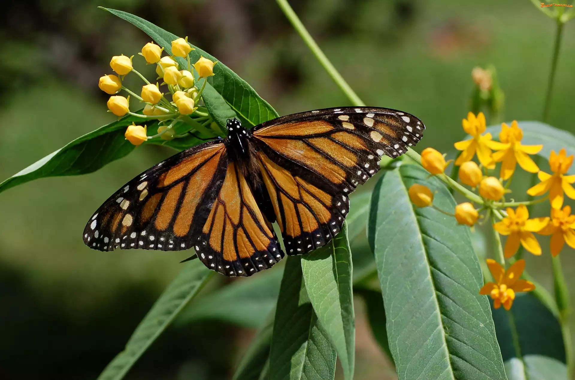 Monarch, Kwiaty, Motyl, Liście