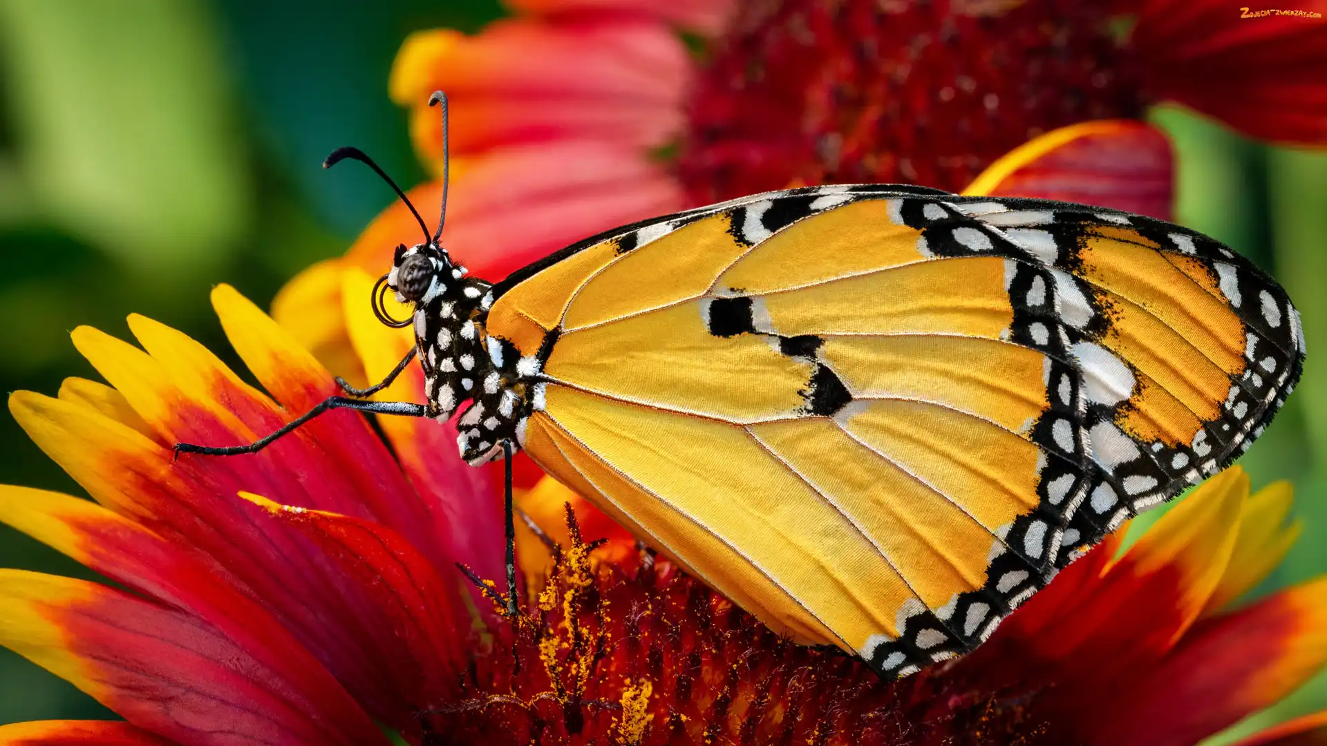 Monarcha złocisty, Makro, Motyl, Kwiat