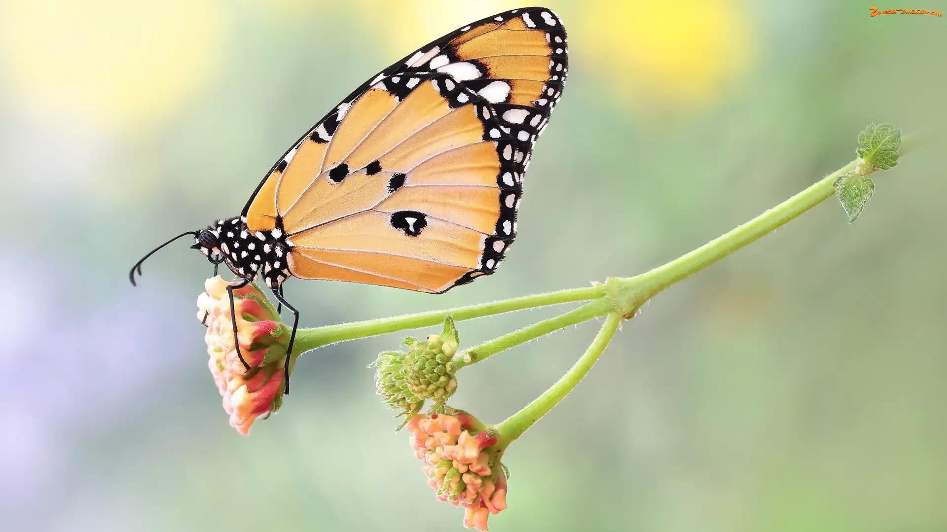Monarcha złocisty, Makro, Motyl, Roślina