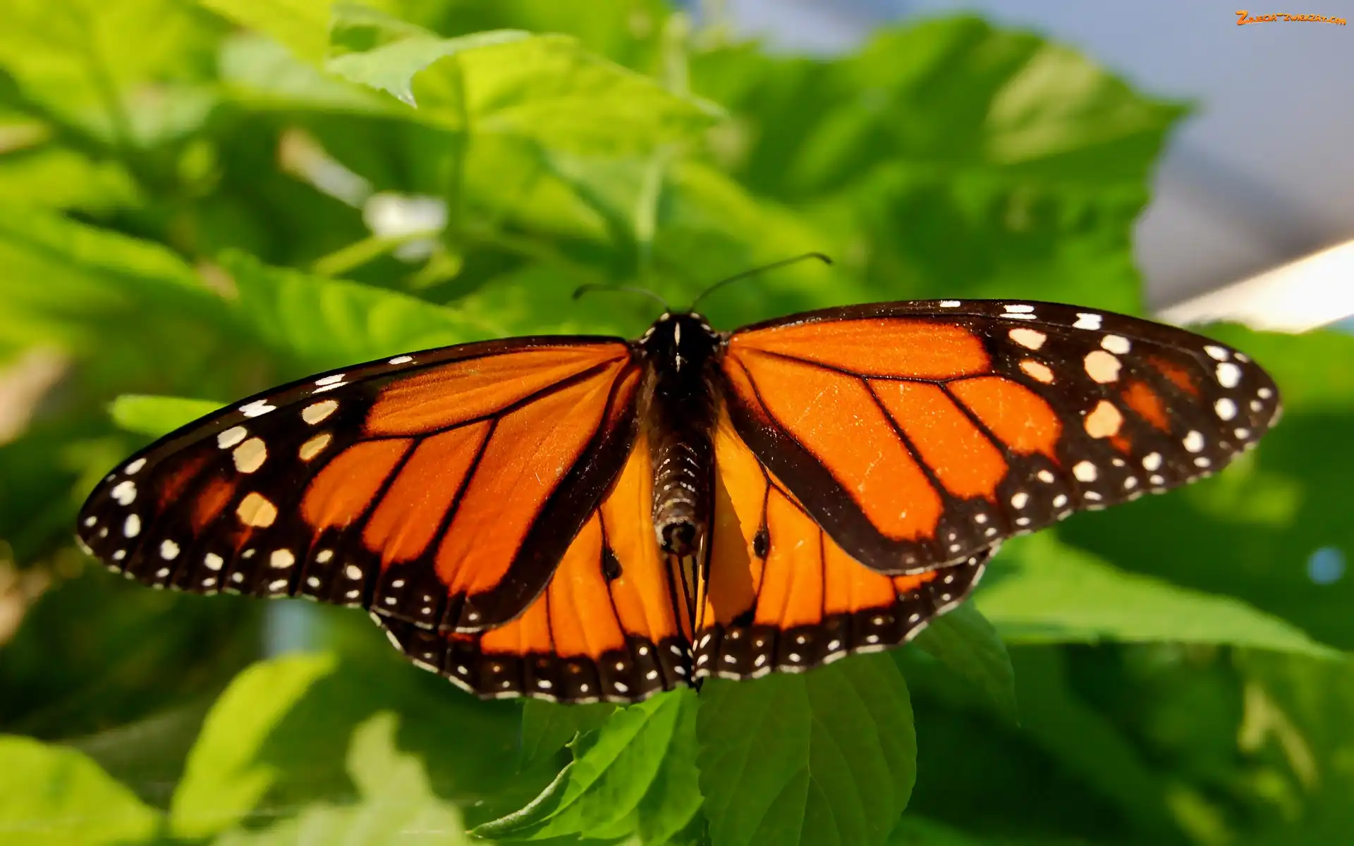 Monarcha, Wędrowny, Motyl, Danaid