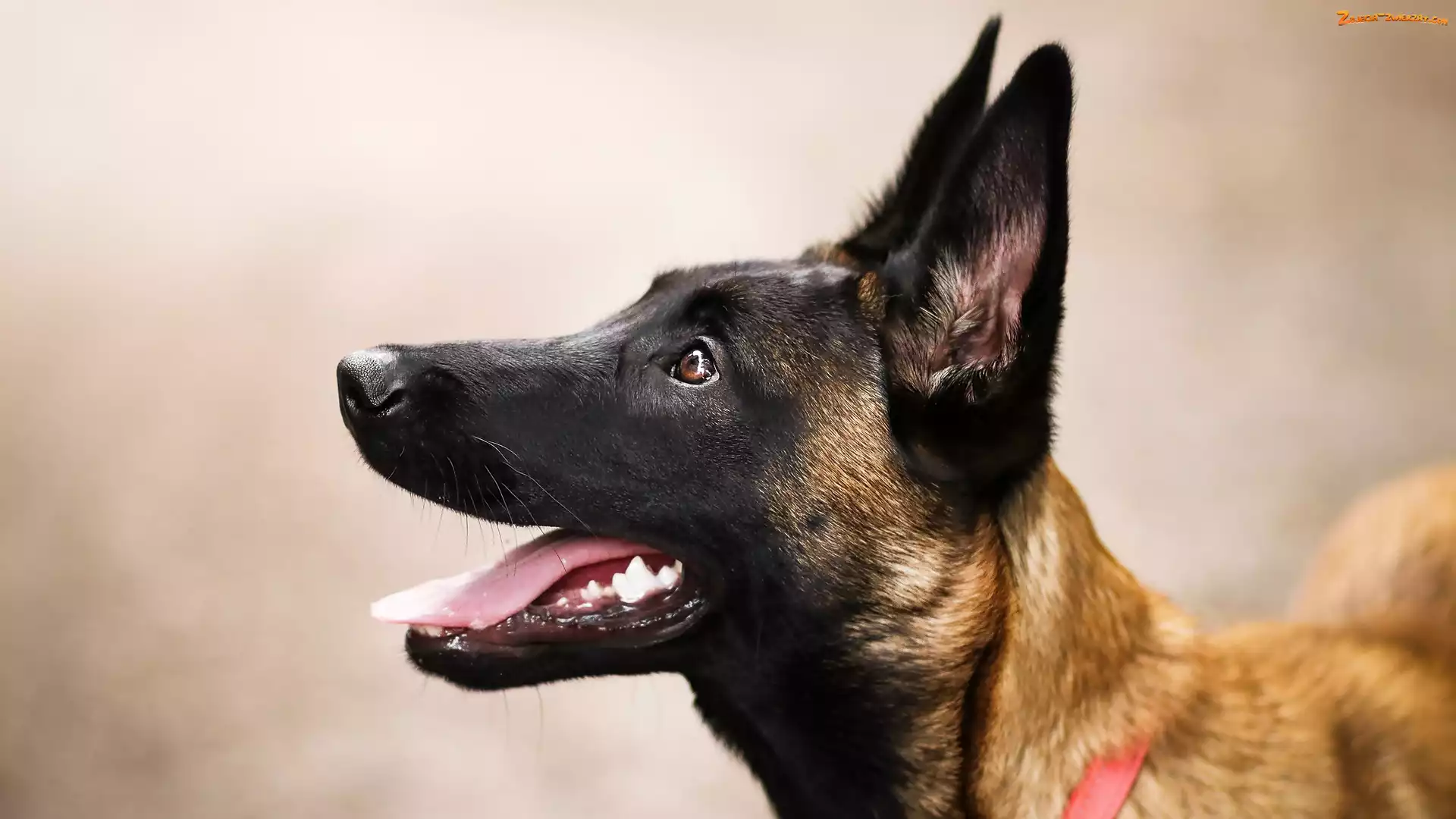 Mordka, Pies, Owczarek belgijski Malinois