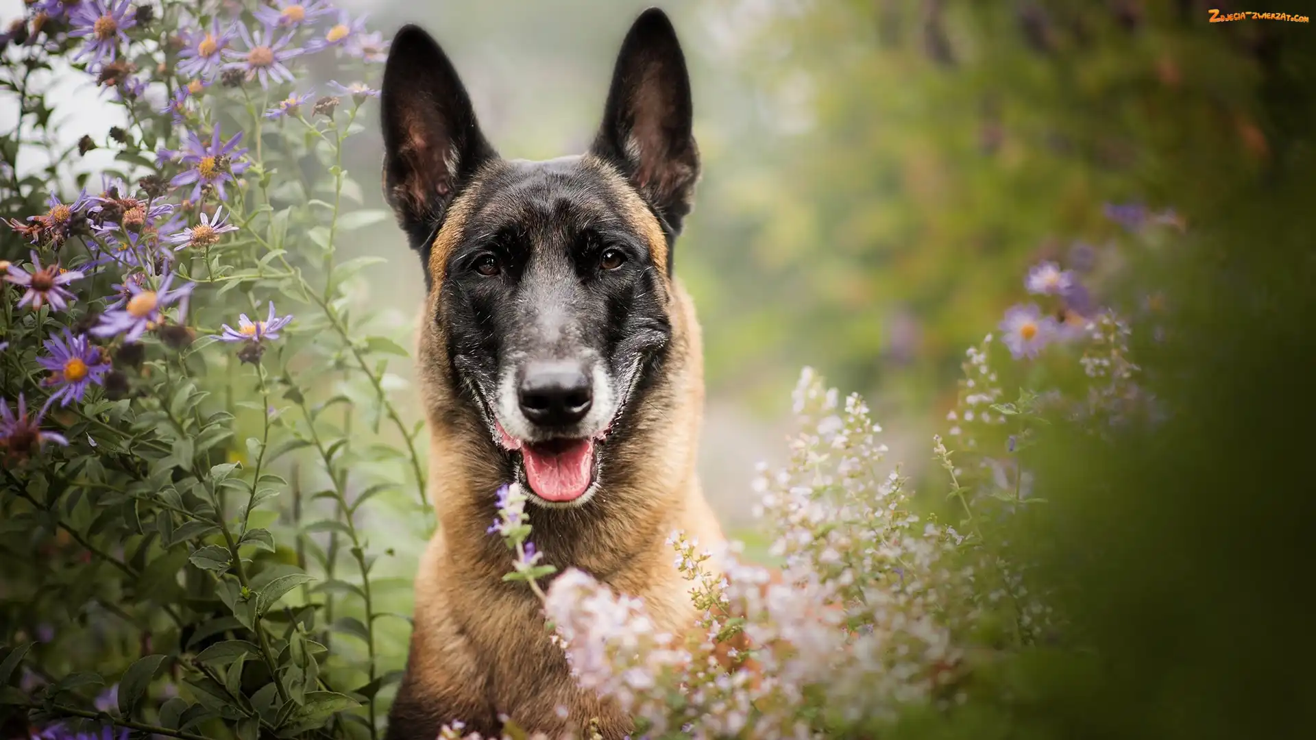 Mordka, Kwiaty, Pies, Owczarek belgijski Malinois