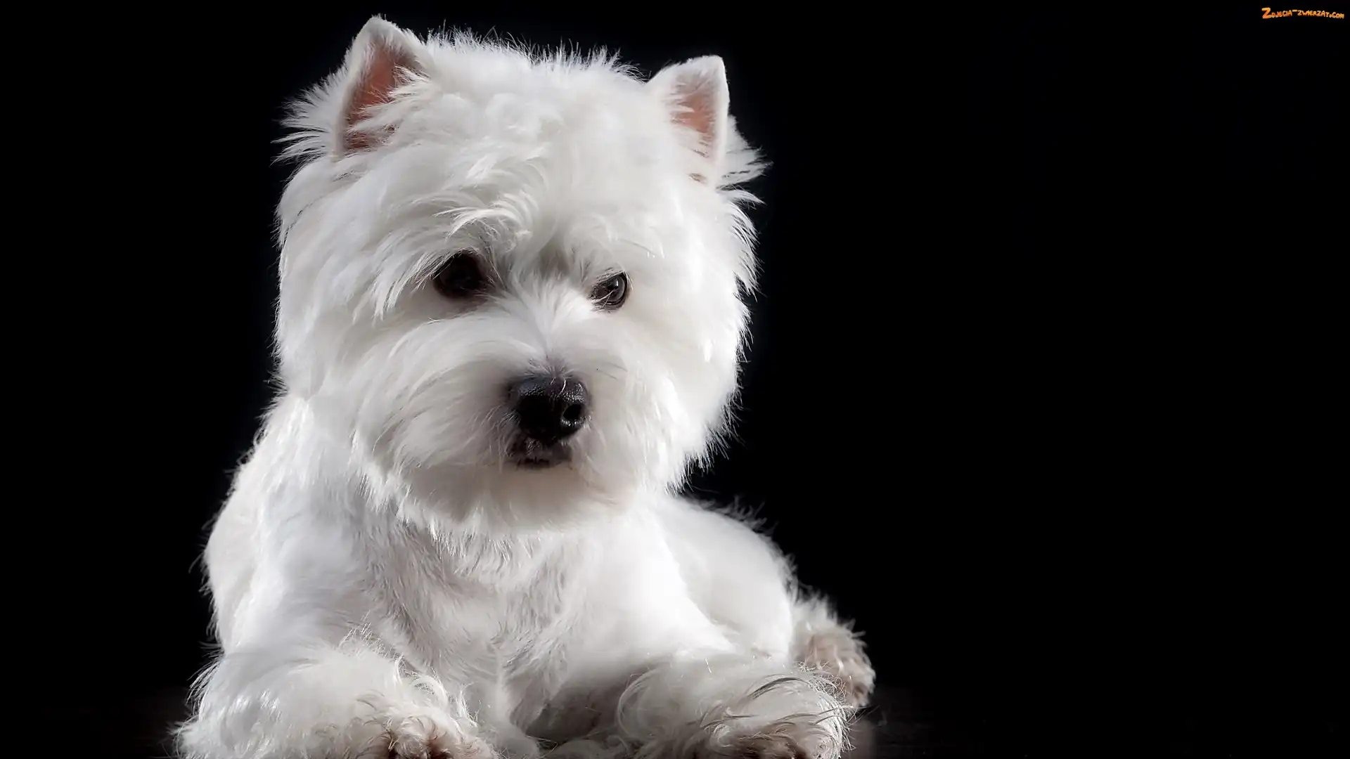 Ciemne tło, Biały, West Highland white terrier, Pies, Mordka