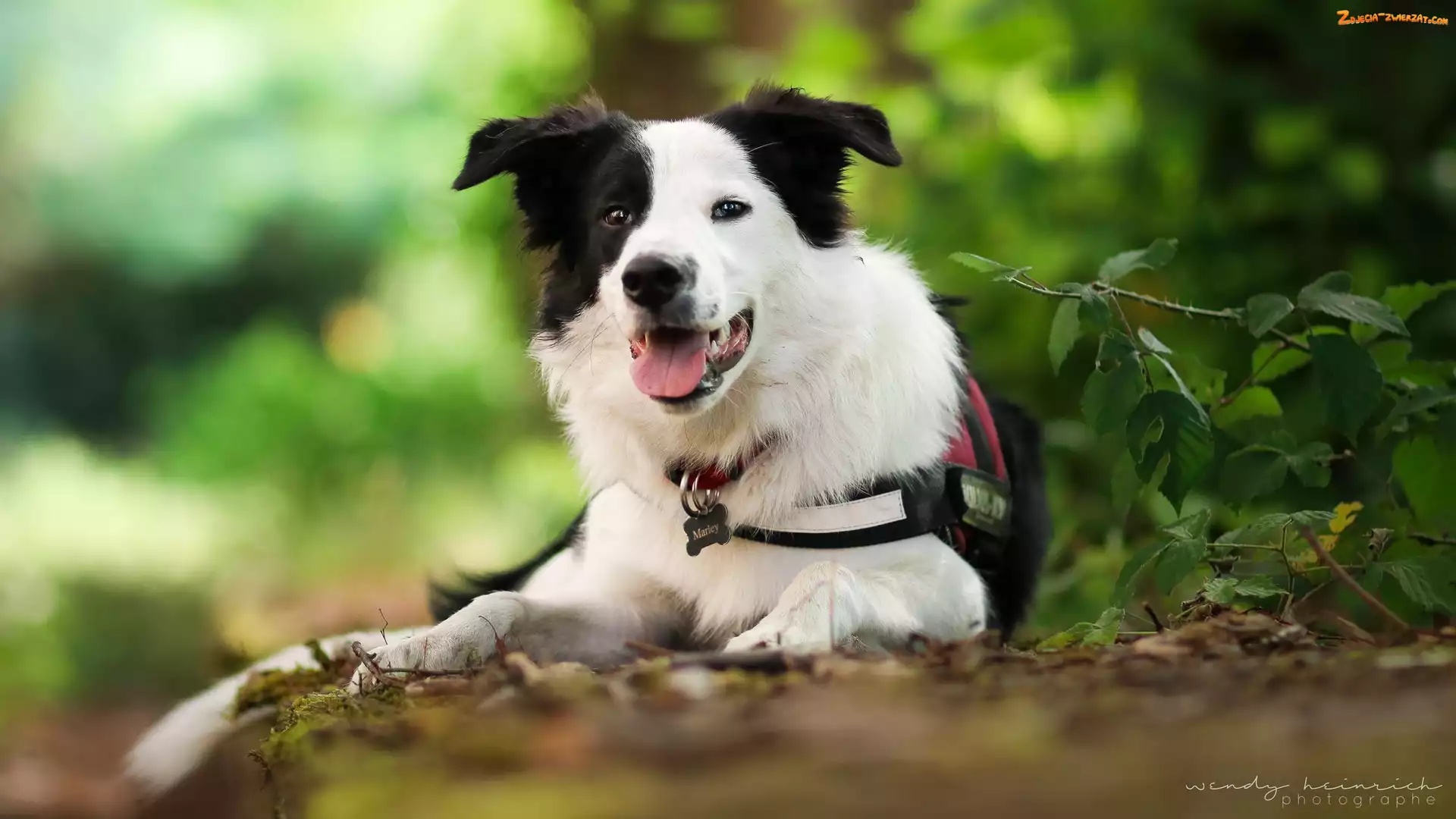Mordka, Pies, Border collie