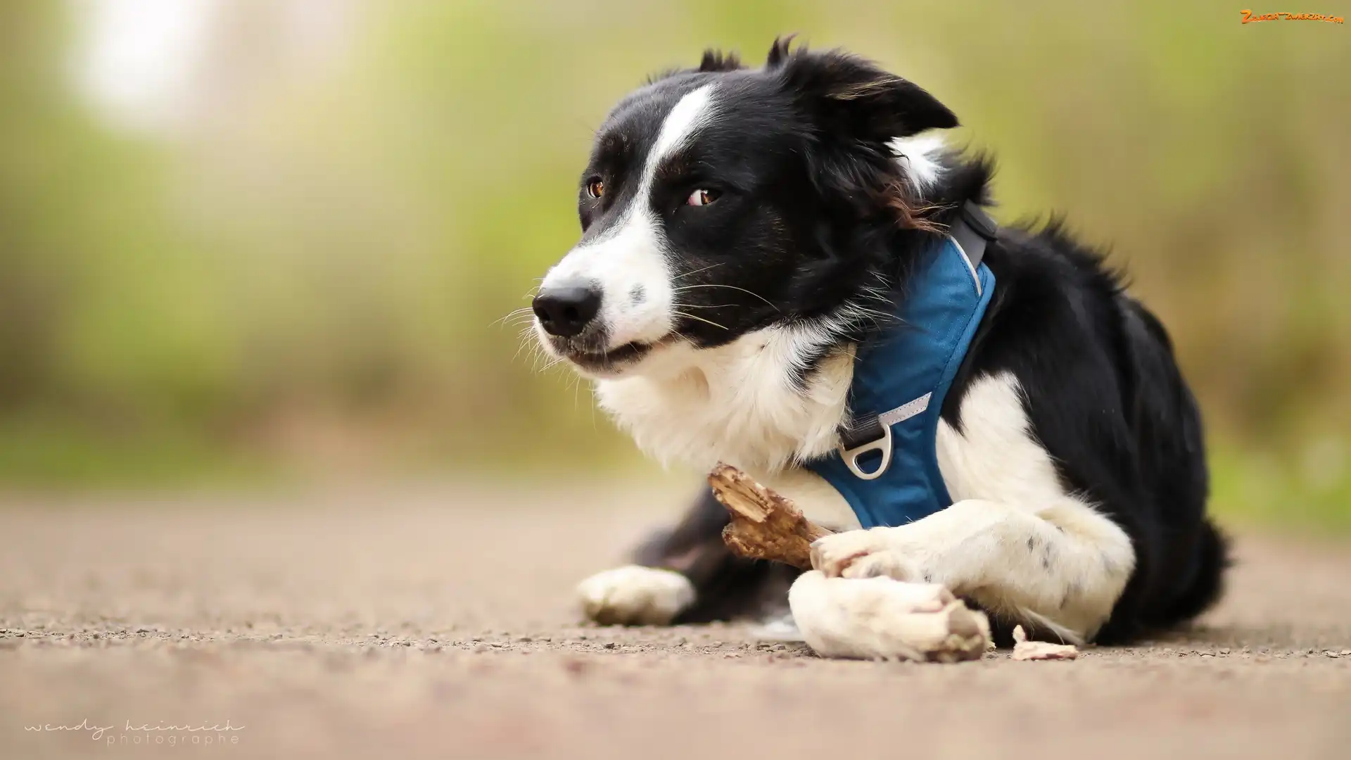 Mordka, Pies, Border collie
