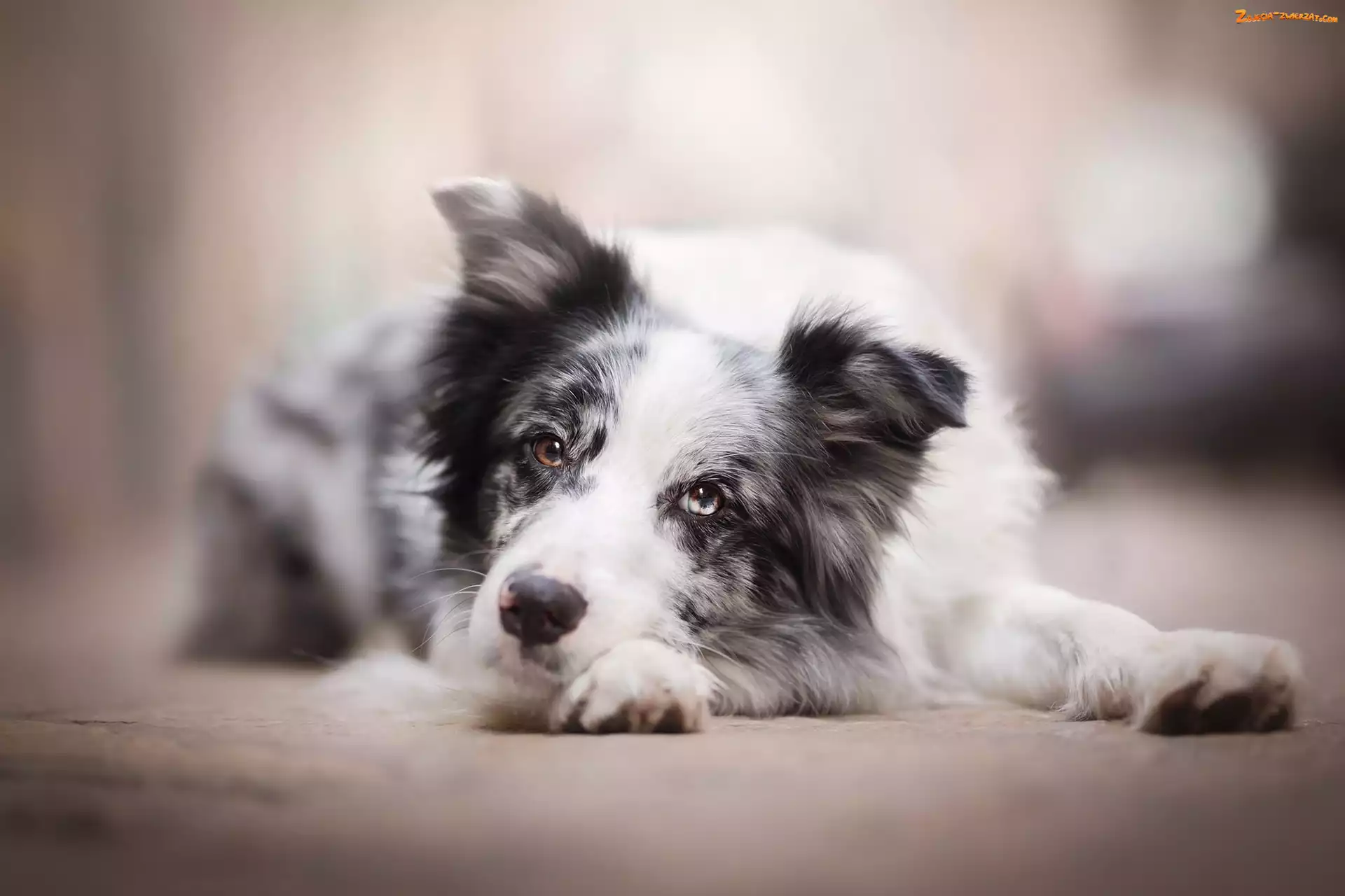 Mordka, Pies, Border collie