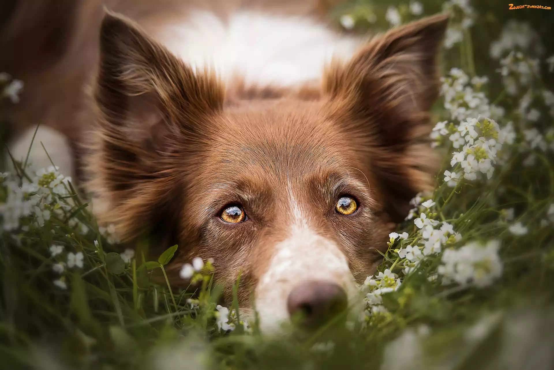 Mordka, Kwiaty, Pies, Border collie
