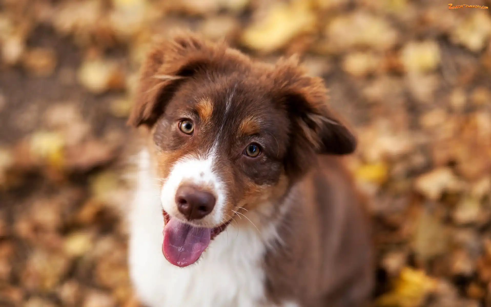 Mordka, Szczeniak, Border collie