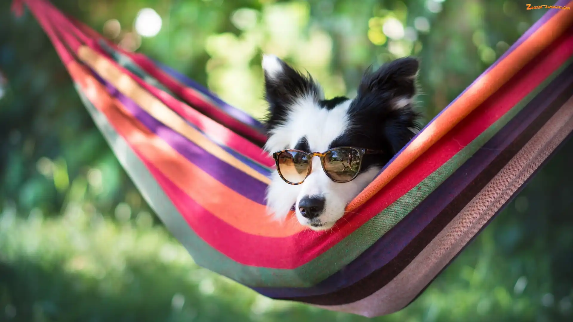 Mordka, Hamak, Border collie, Okulary