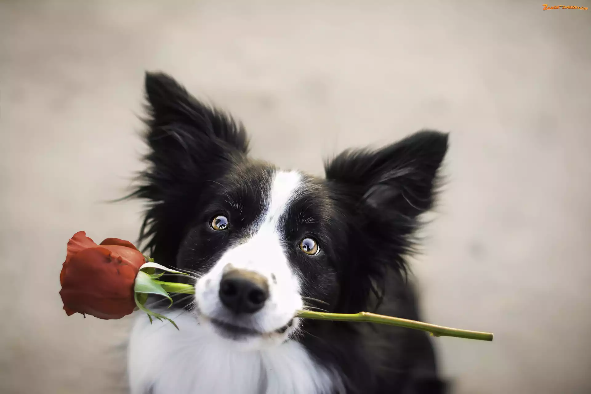 Mordka, Prezent, Border collie, Róża