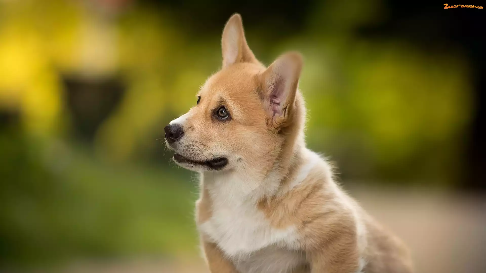 Mordka, Pies, Welsh corgi pembroke