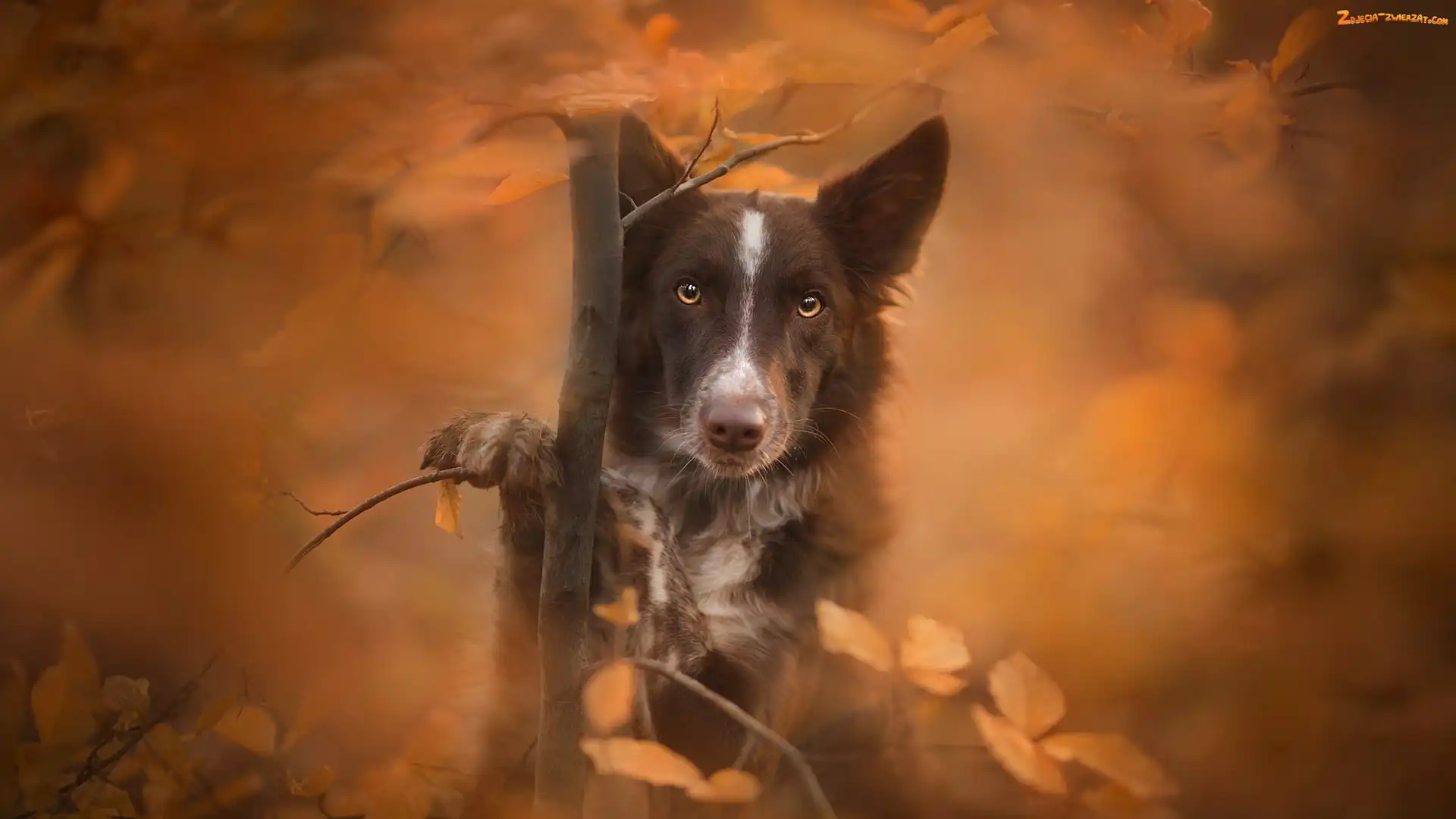 Tło, Mordka, Pies, Liście, Rozmyte, Border collie, Drzewko