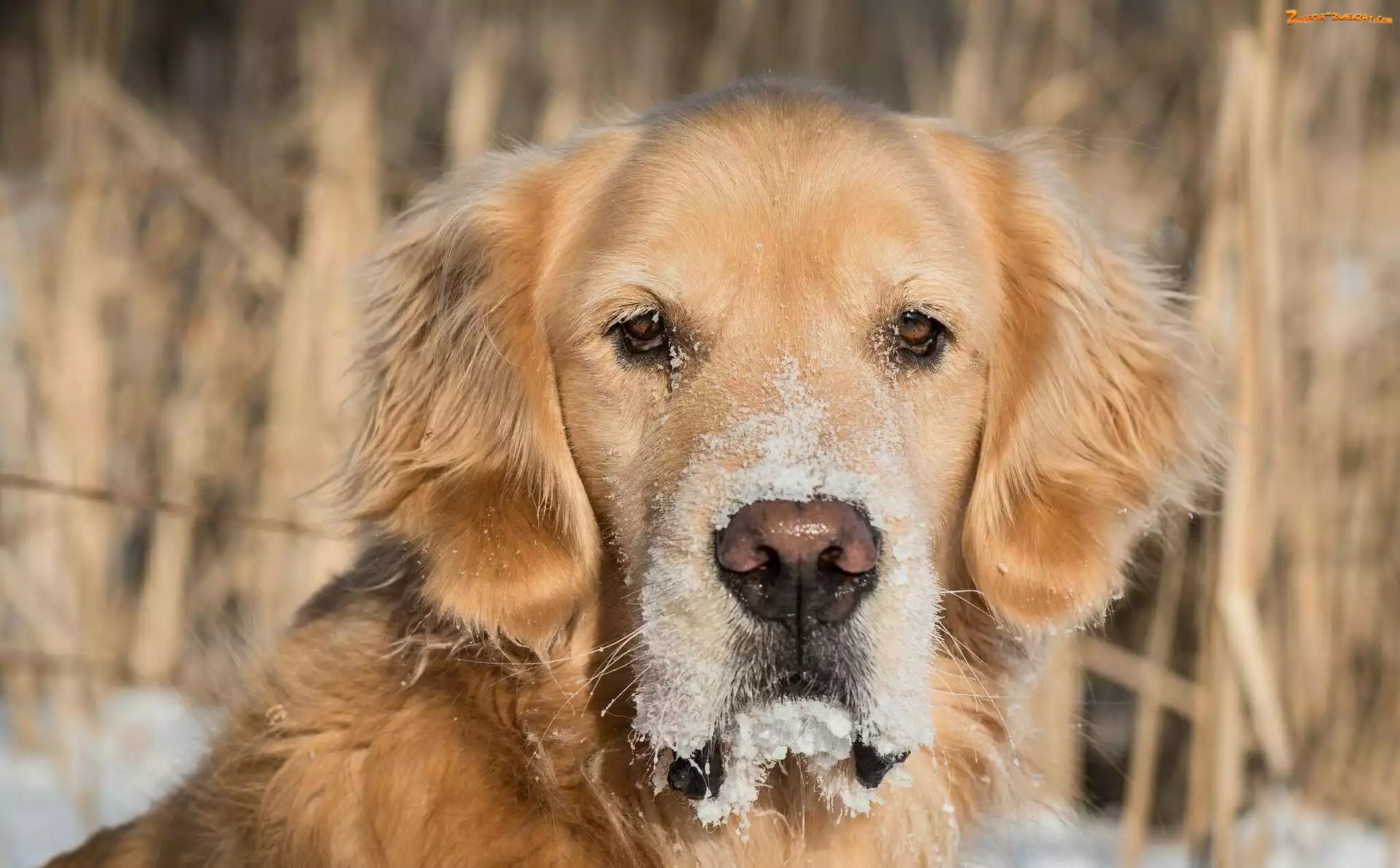Mordka, Pies, Golden retriever