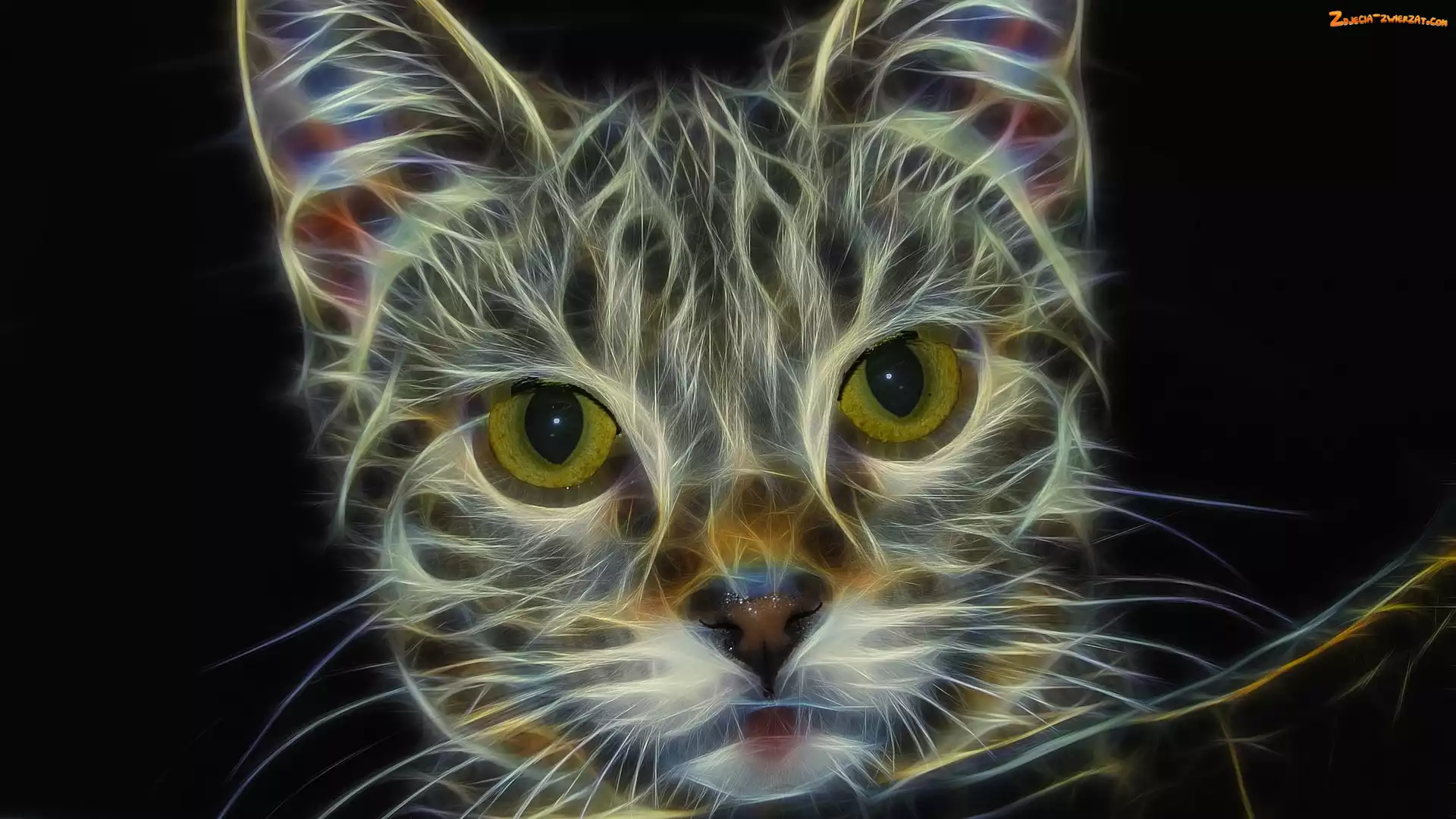 Mordka, Fractalius, Kot, Oczy