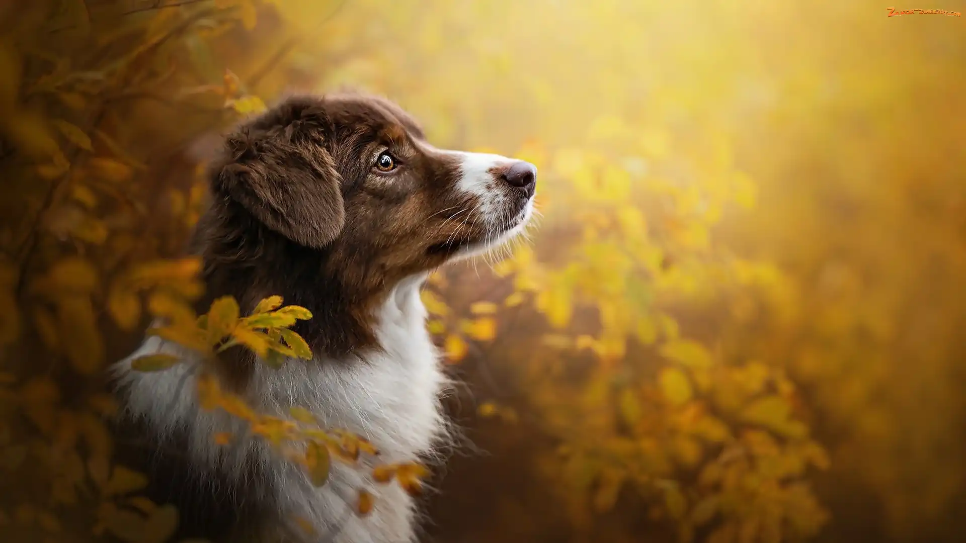 Liście, Mordka, Owczarek australijski, Pies, Australian shepherd