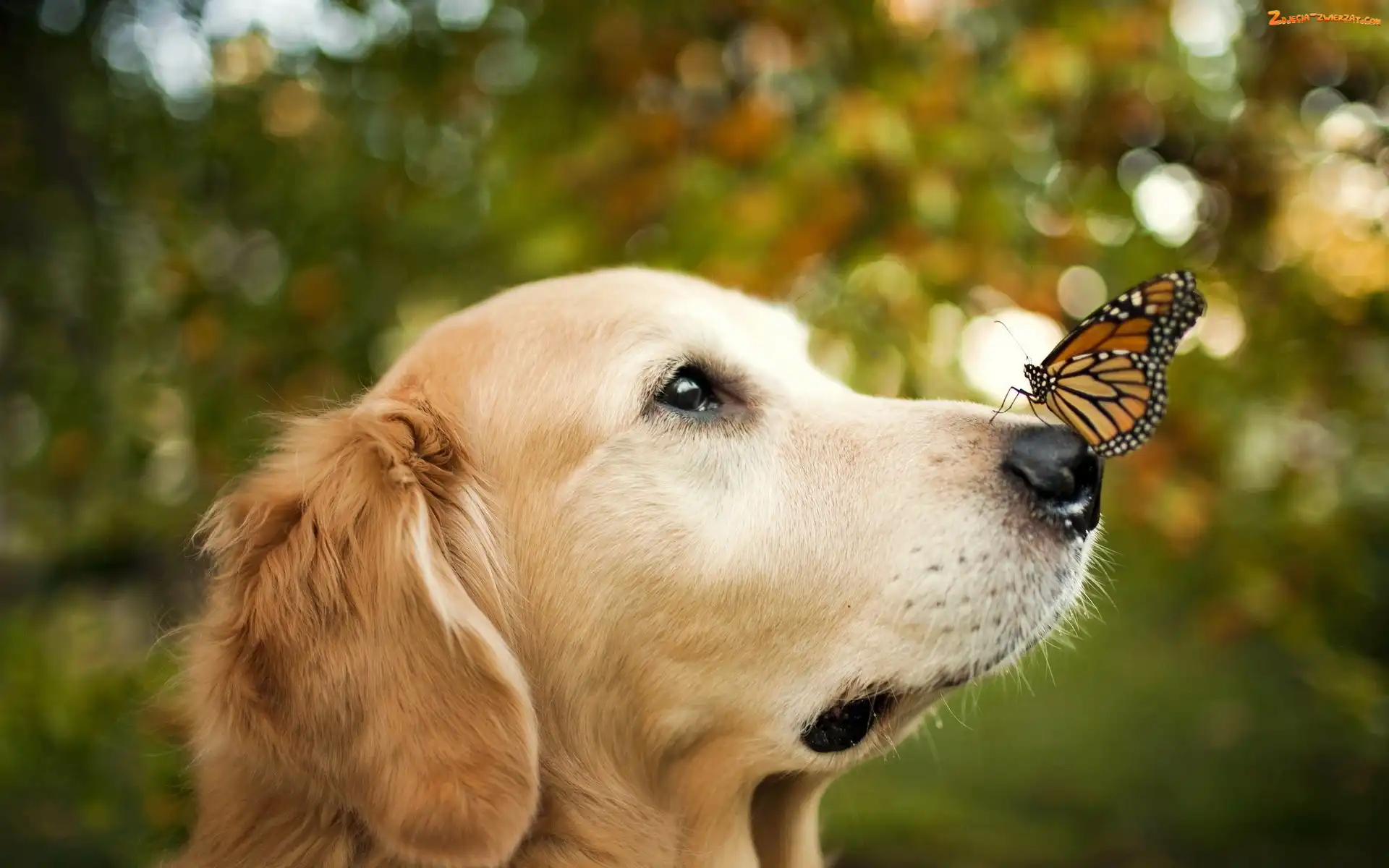 Motyl, Golden retriever, Pies