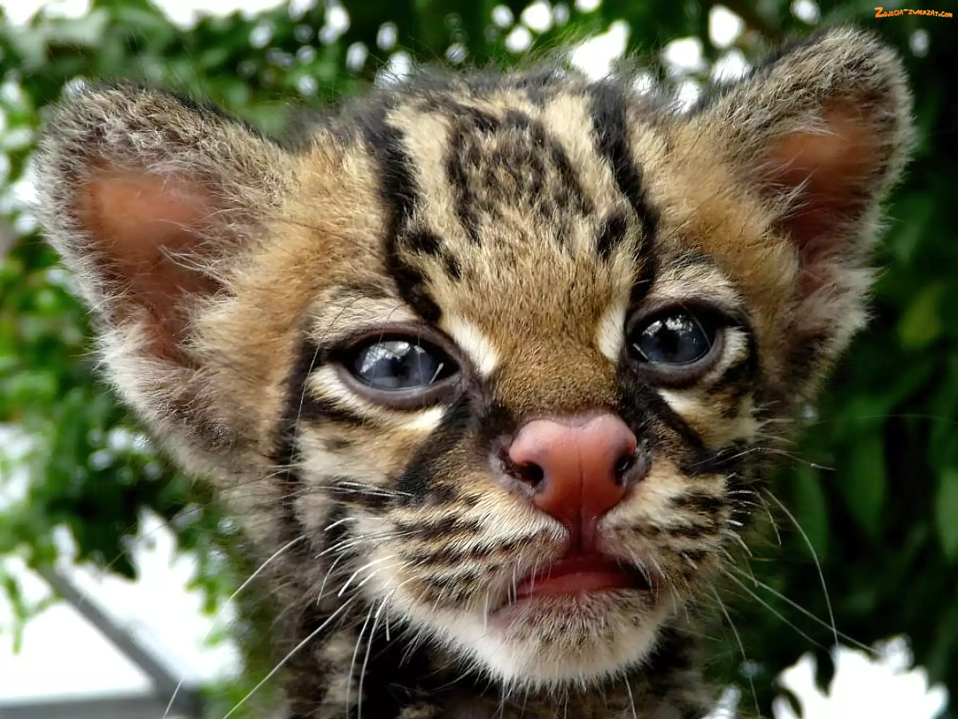Ocelota, Mordka, Małego