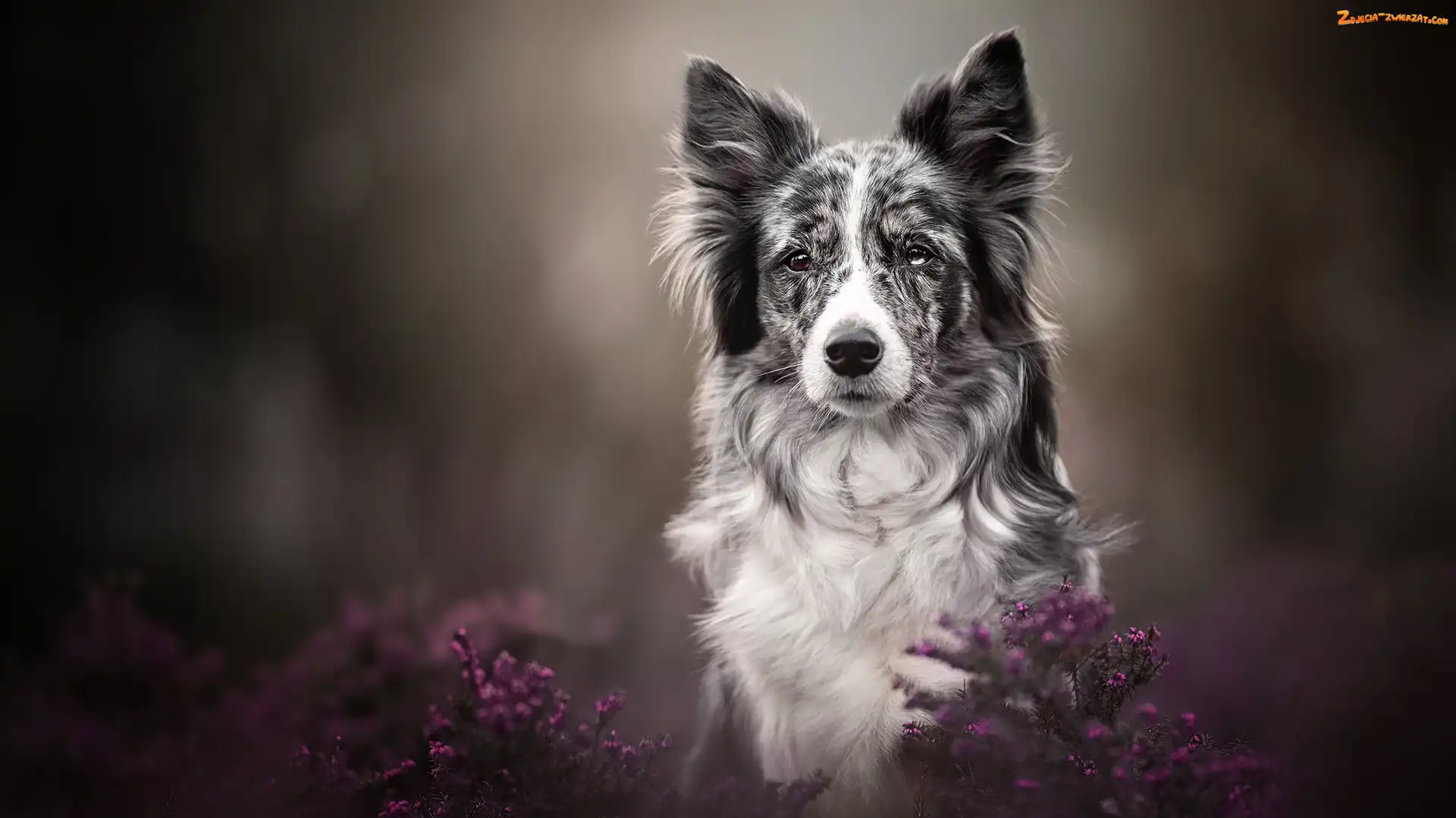 Wrzosy, Mordka, Pies, Szaro-biały, Border collie
