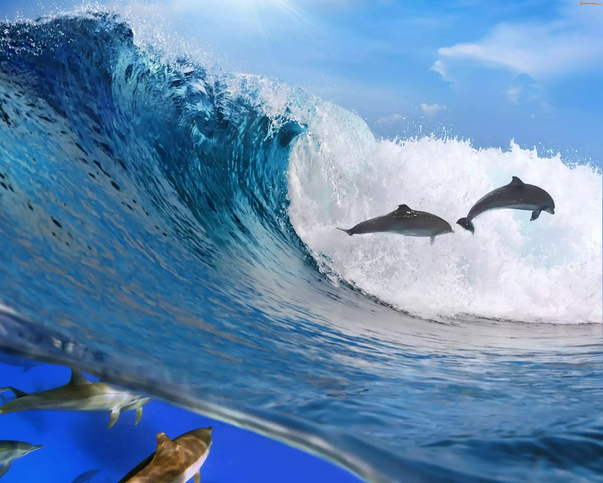 Fala, Morze, Delfiny