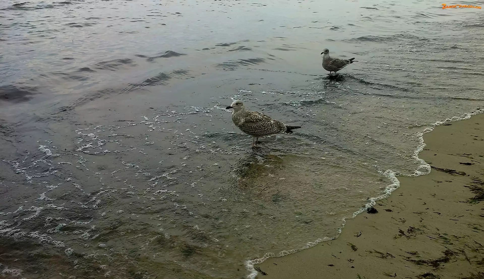Mewy, Morze, Plaża