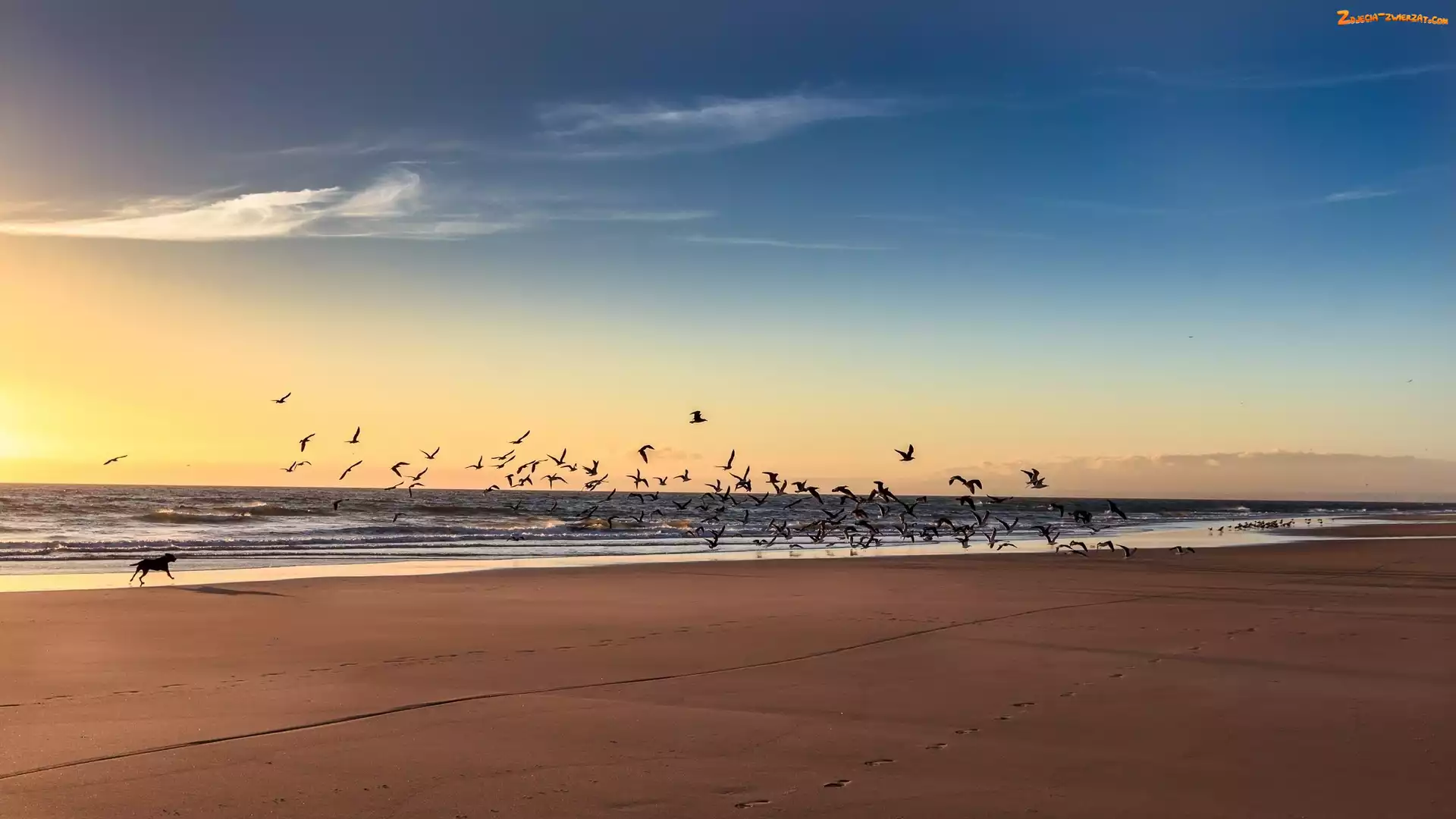 Poranek, Morze, Pies, Ptaki, Plaża, Wschód Słońca