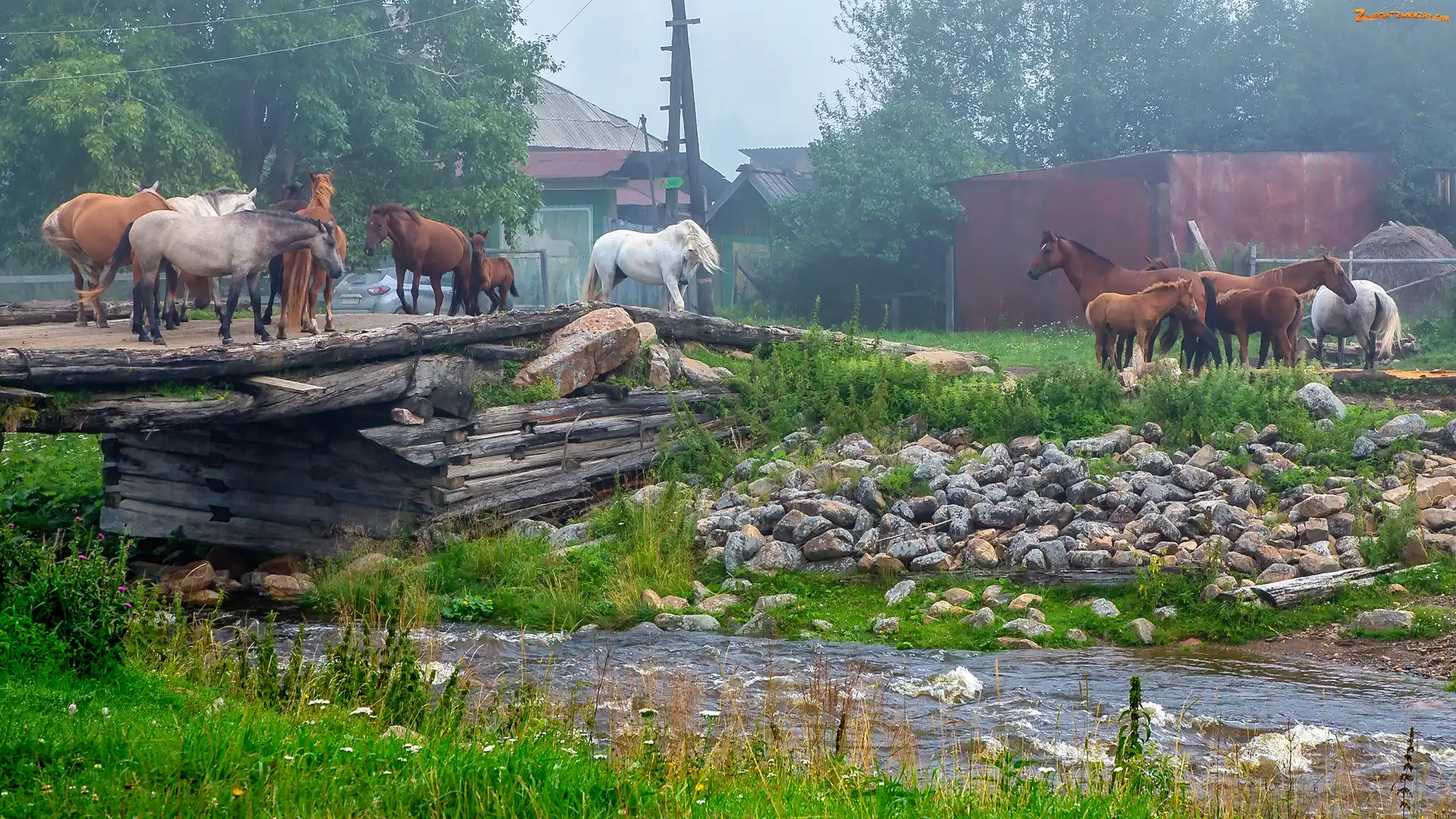 Mostek, Konie, Domy, Trawa, Kamienie, Rzeka
