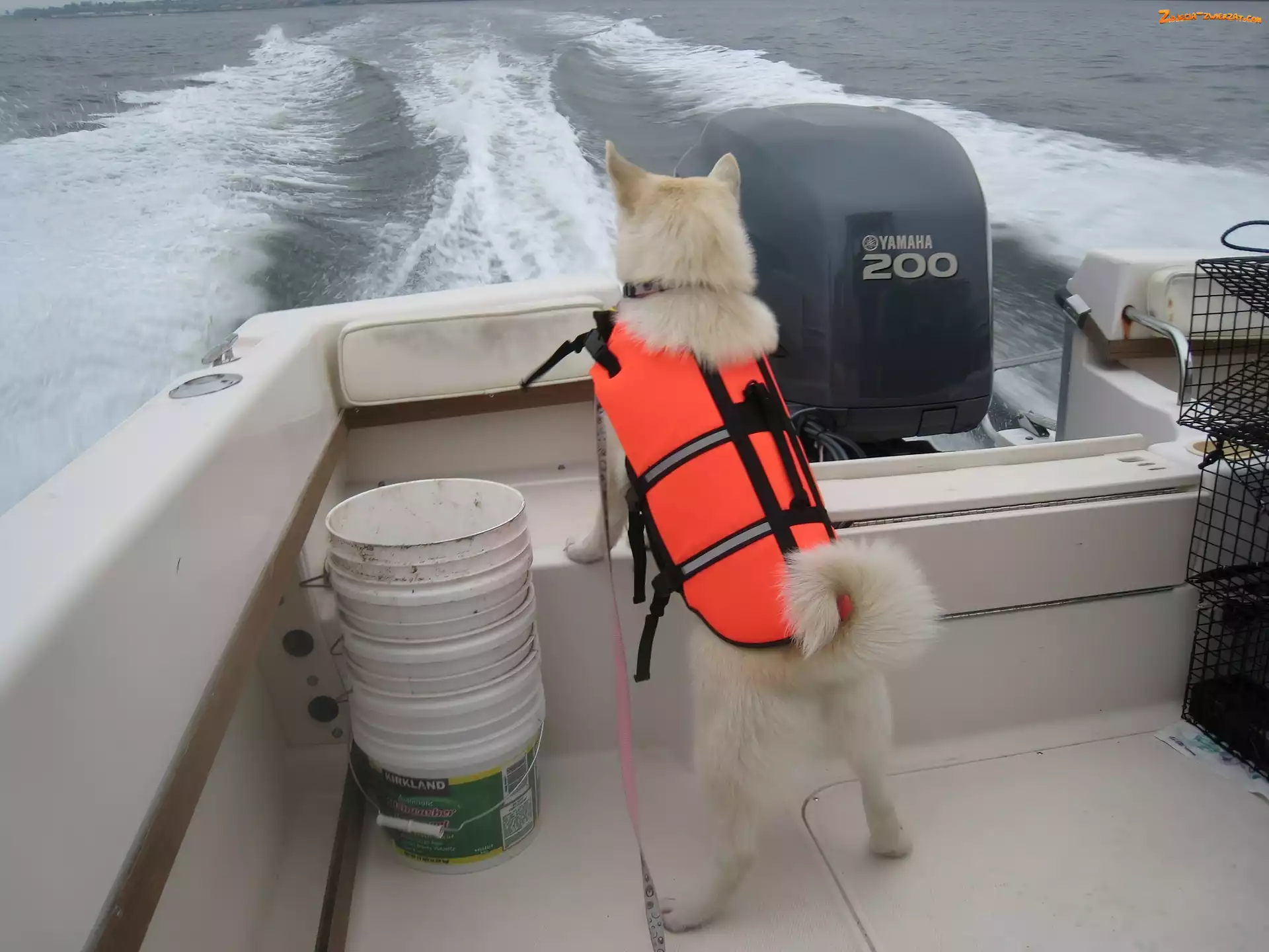 motorówka, Norsk Buhund, fale
