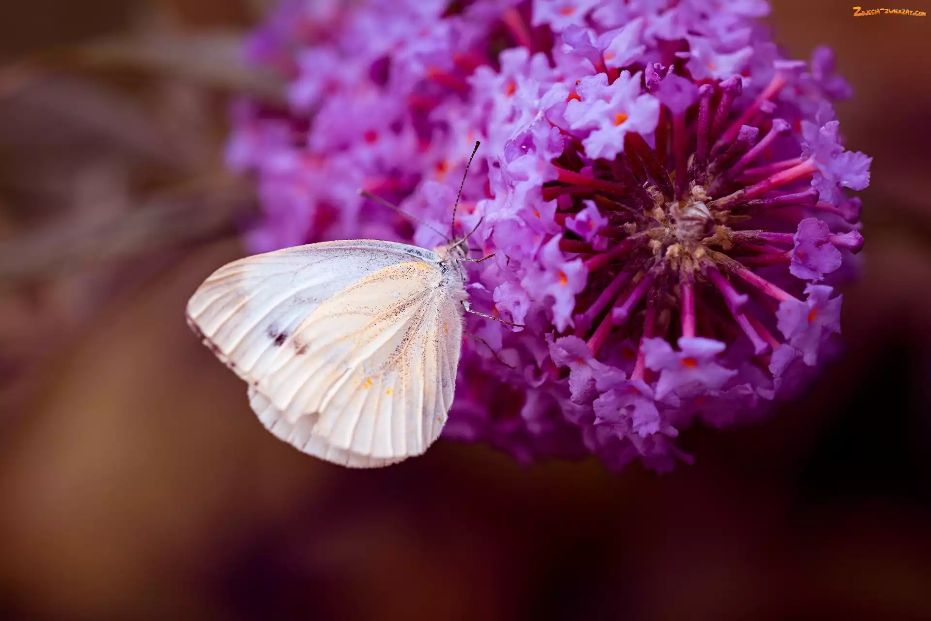 Bielinek, Makro, Motyl, Kwiat