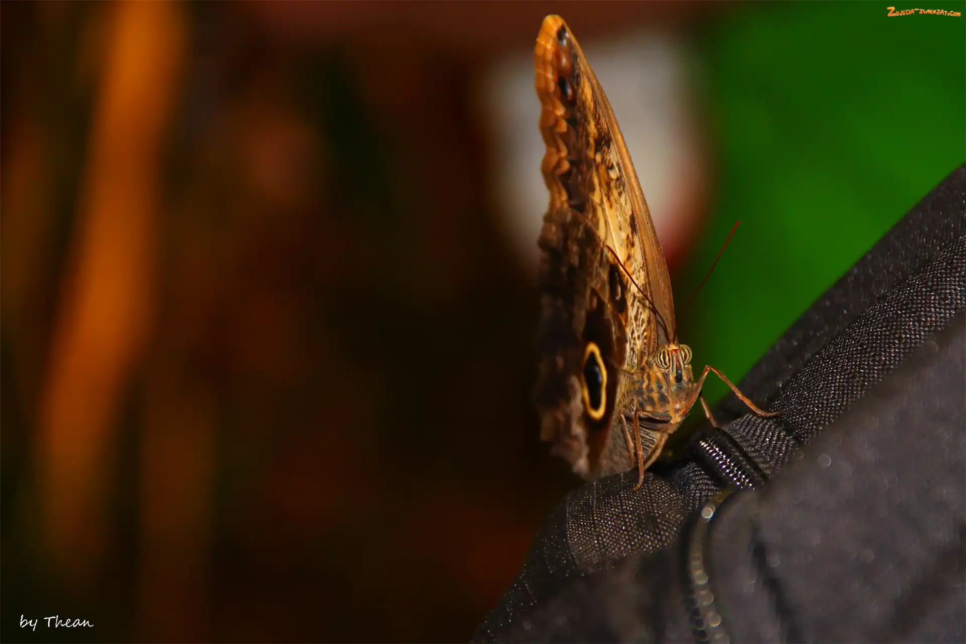 Motyl
