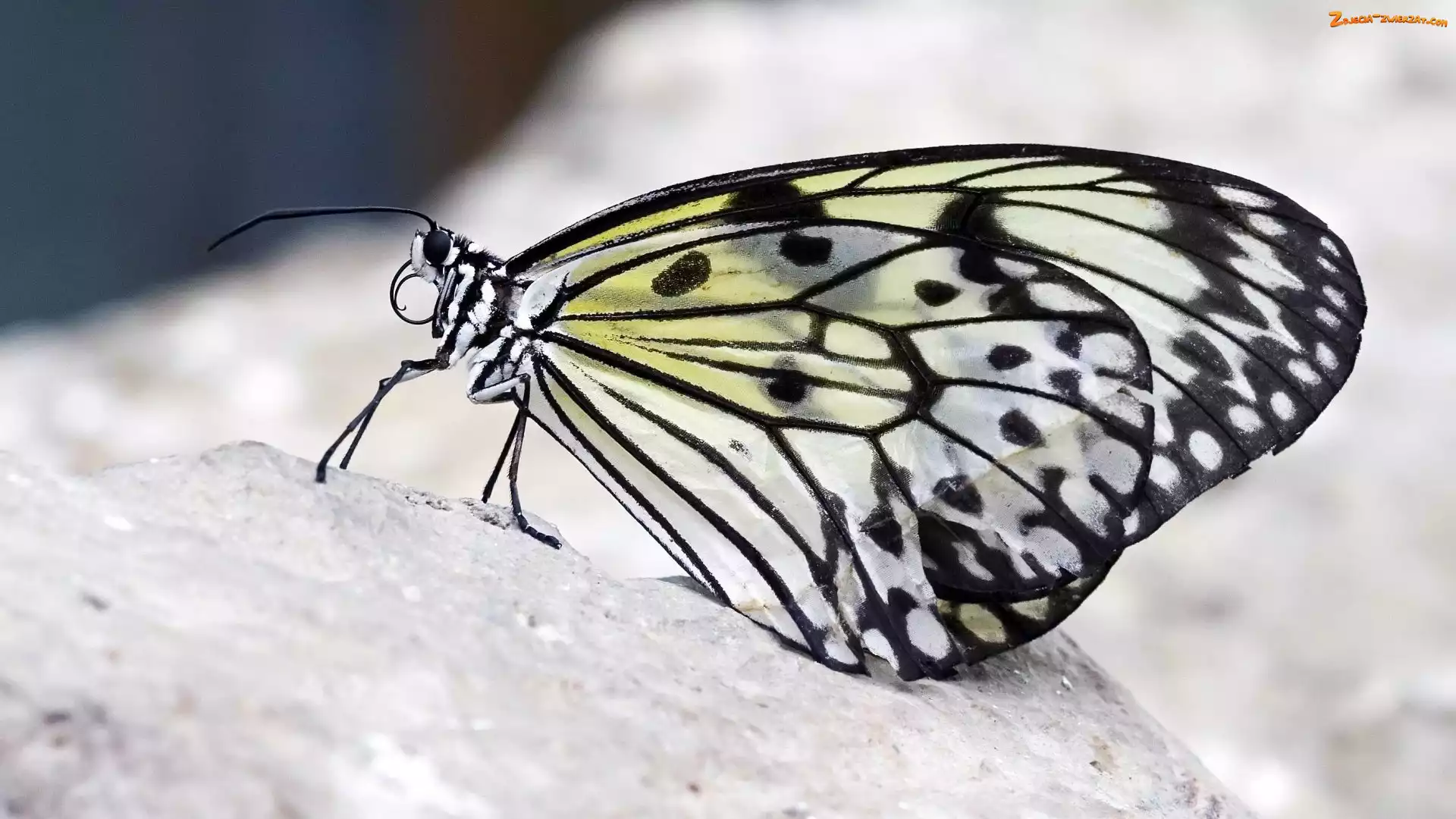 Motyl