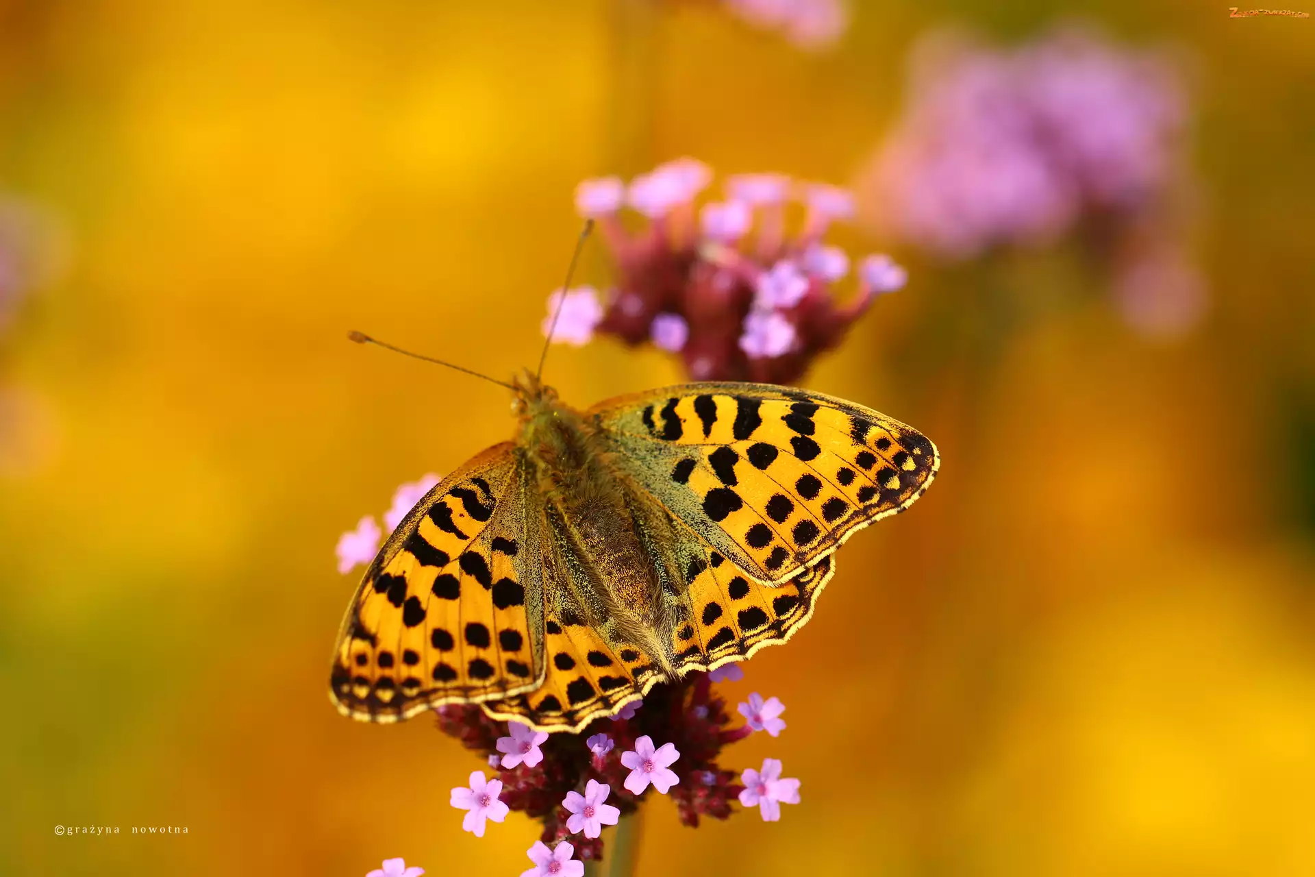 Latonia, Motyl, Dostojka