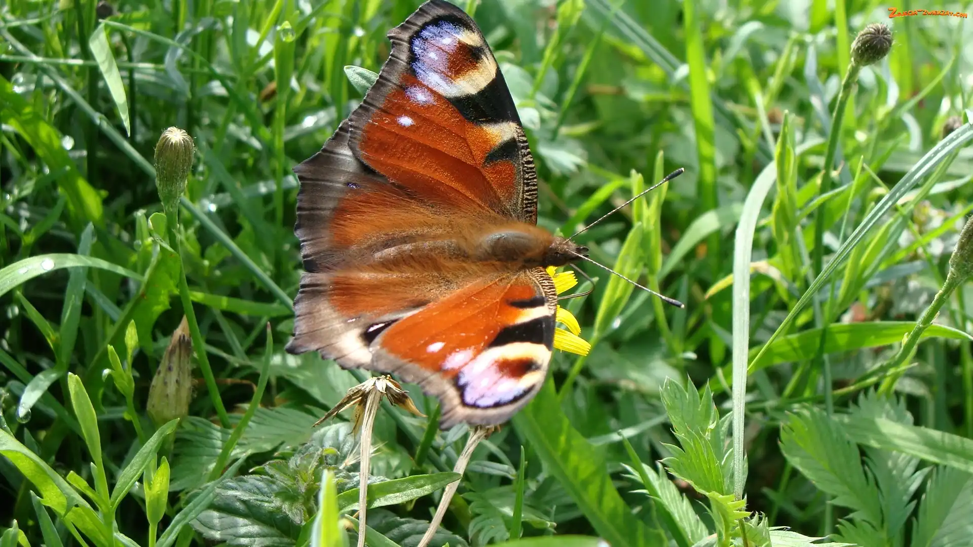 Łąka, Motyl, Pawik