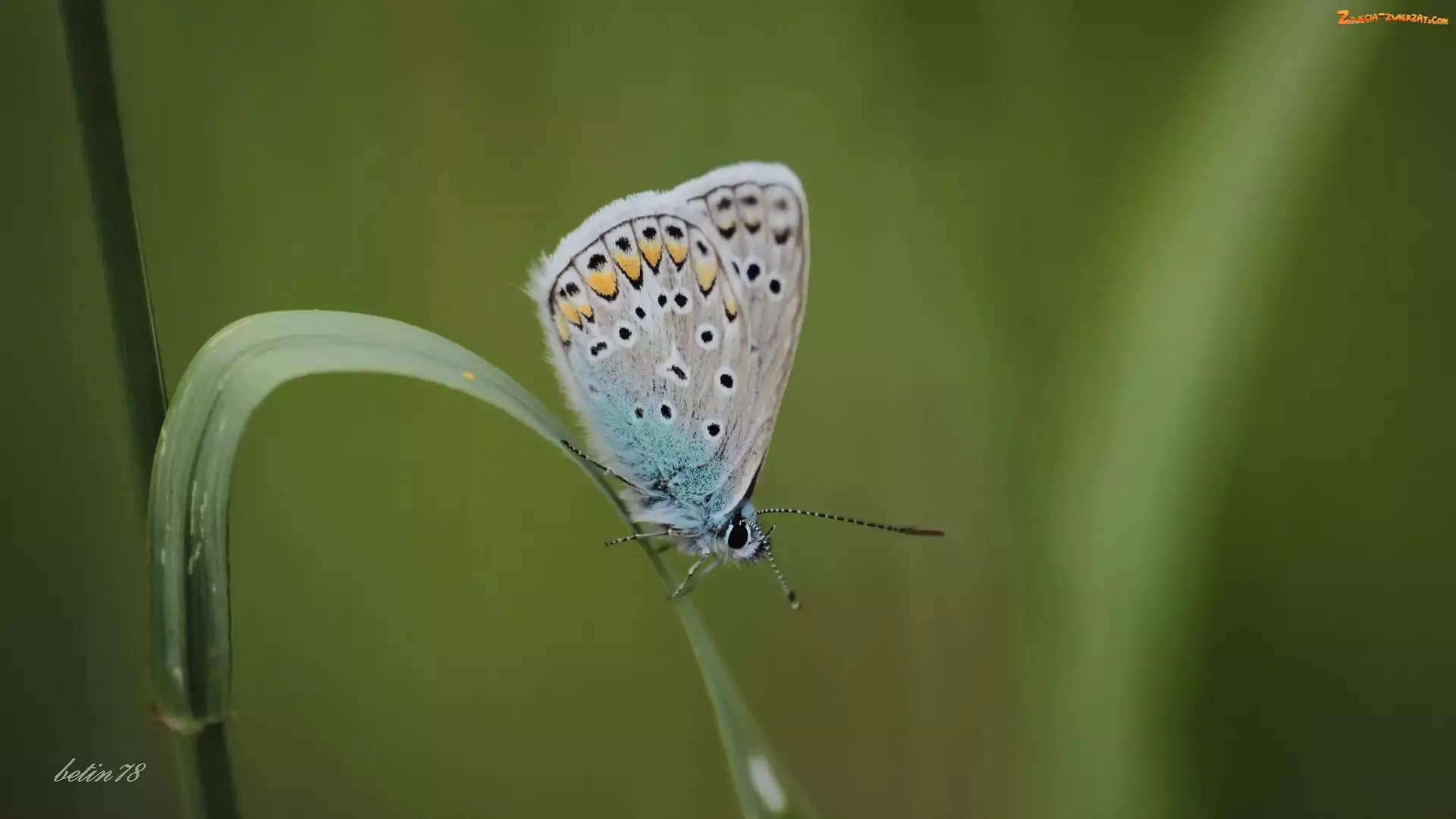 Łąka, Motyl, Trawa